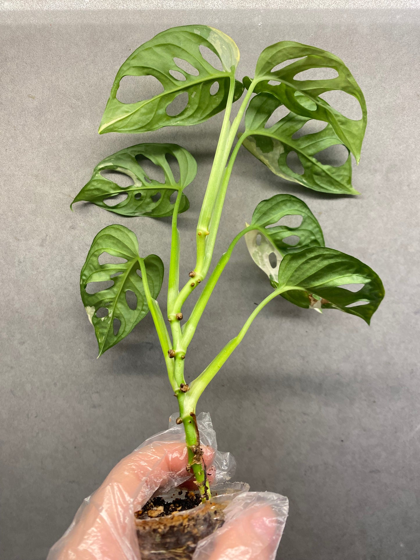 🌿 Monstera Adansonii Albo