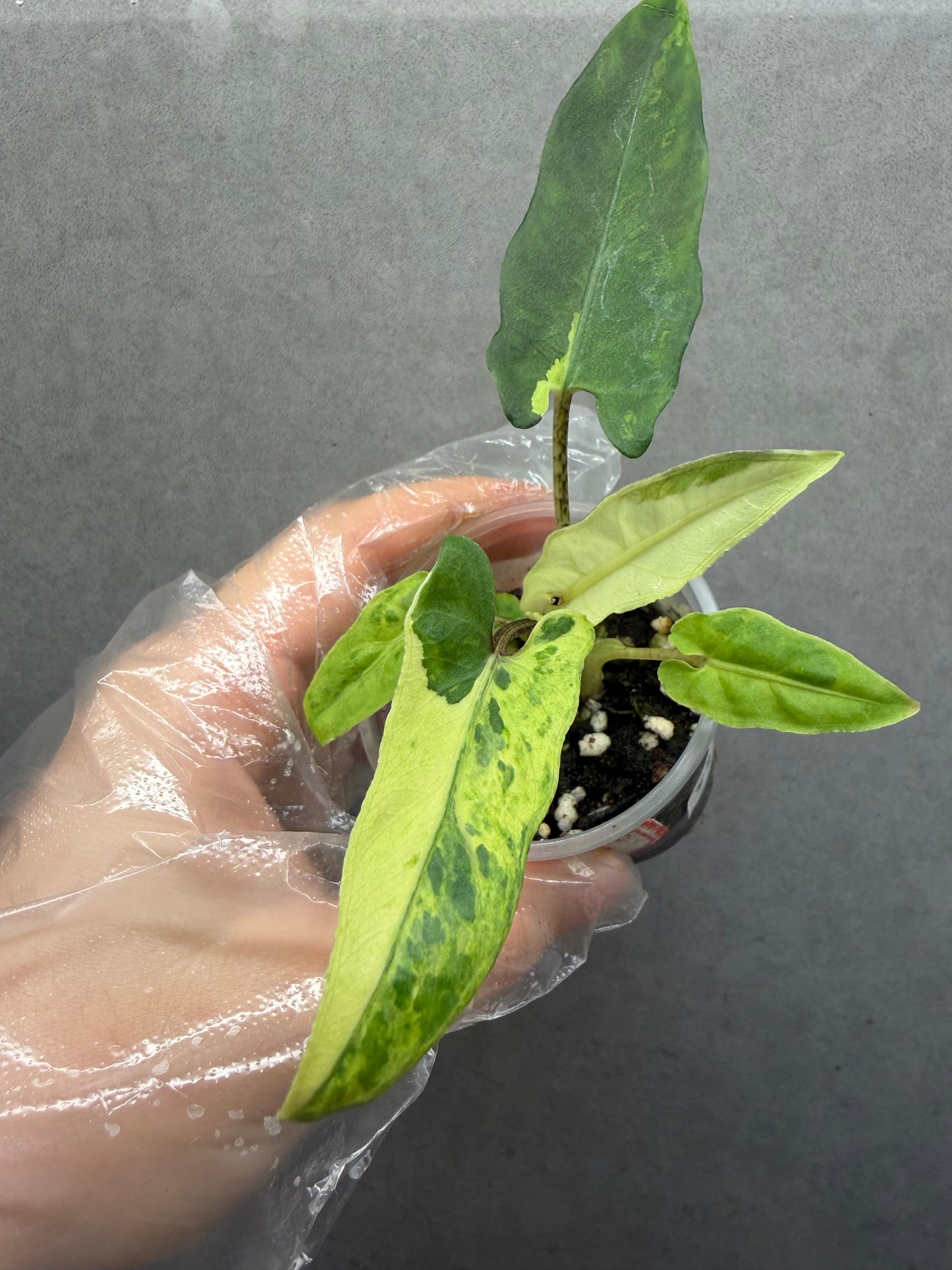 🌟Alocasia Lauterbachiana Variegated
(Purple Sword Var.)