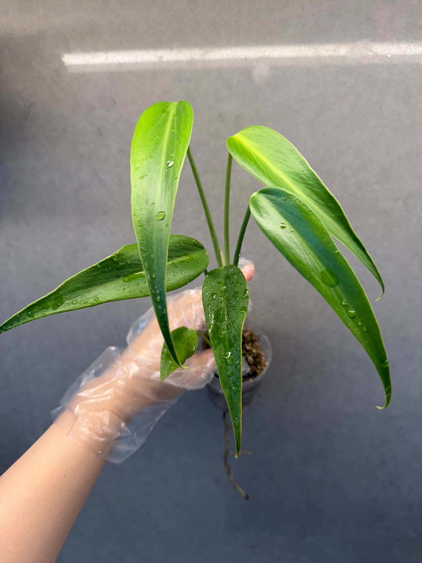 🌟Monstera 'Burle Marx Flame'