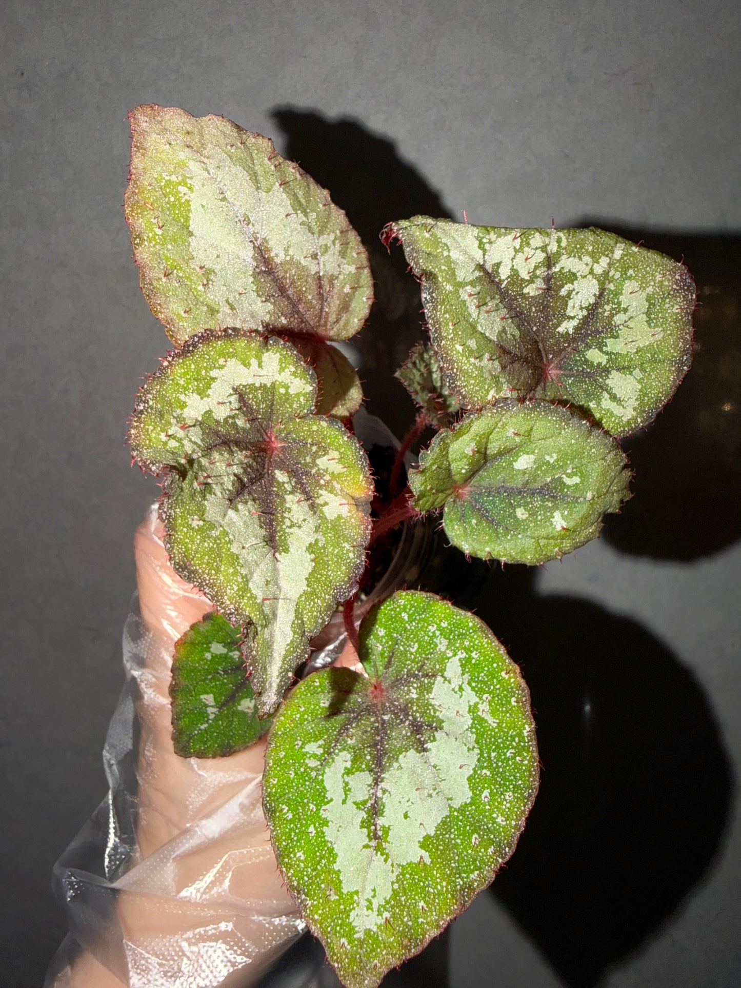 🌠 Begonia ‘DS-Antares’