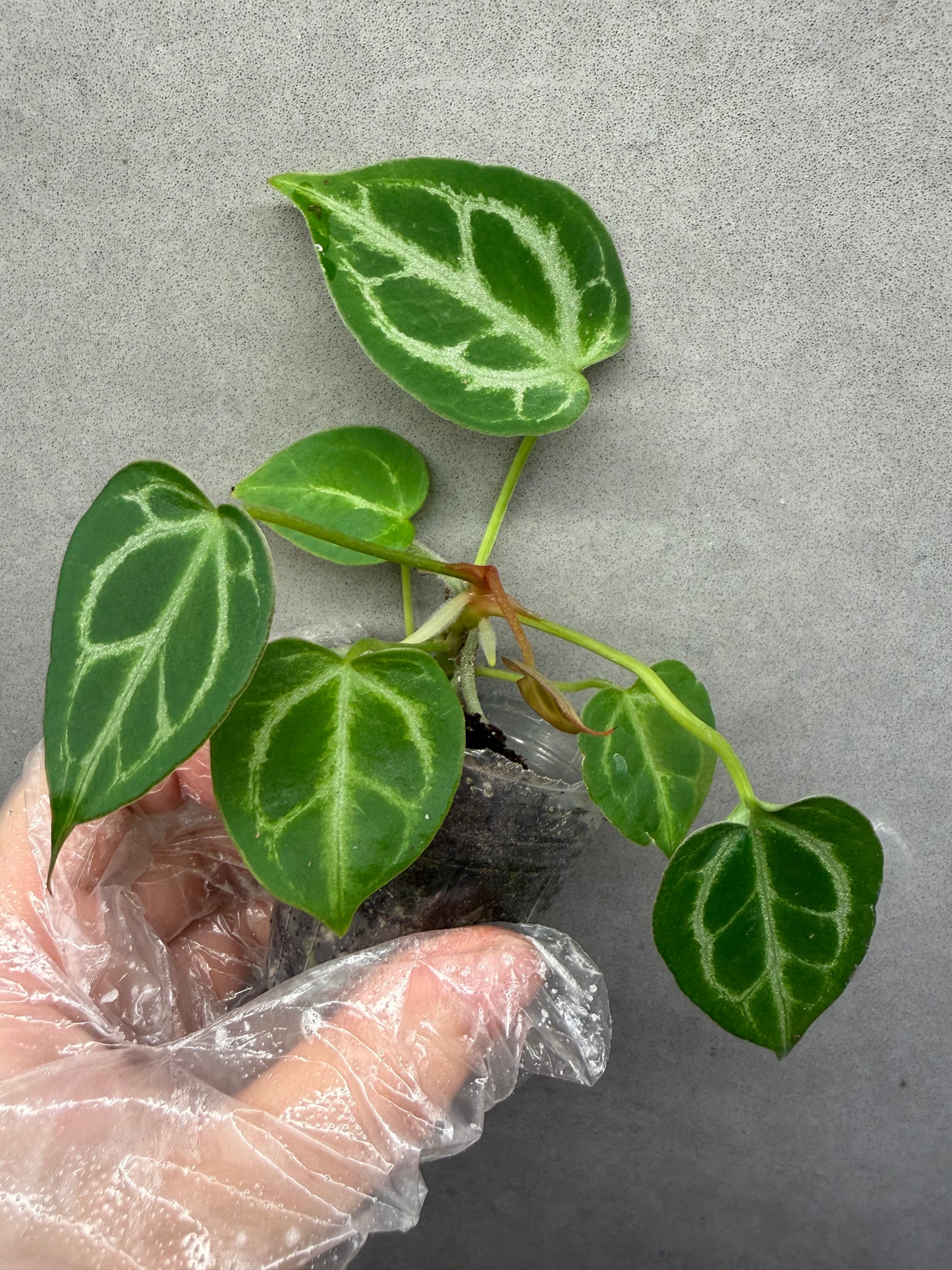 🌿Anthurium “Crystal hope”