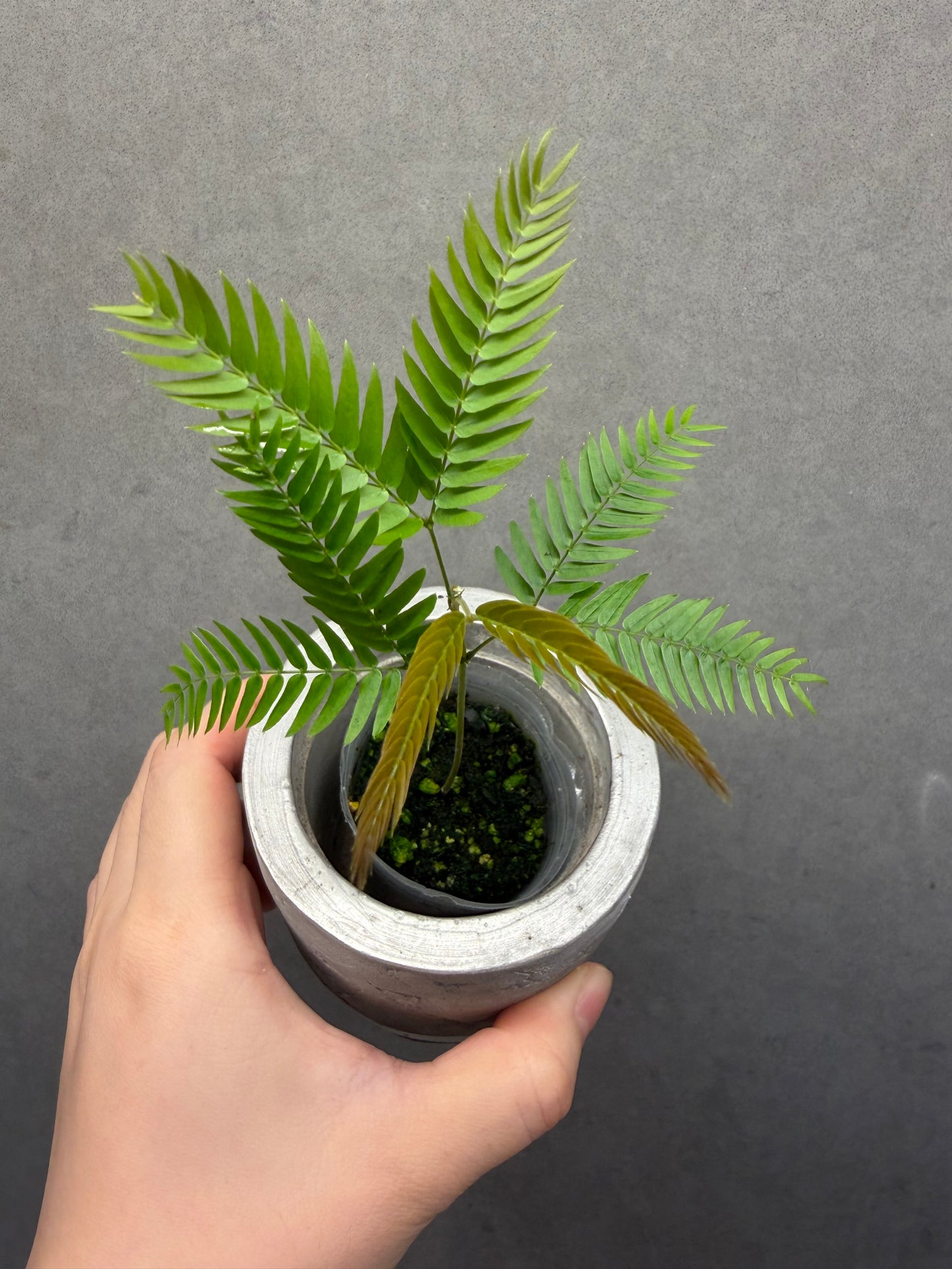 🌿 Cojoba arborea