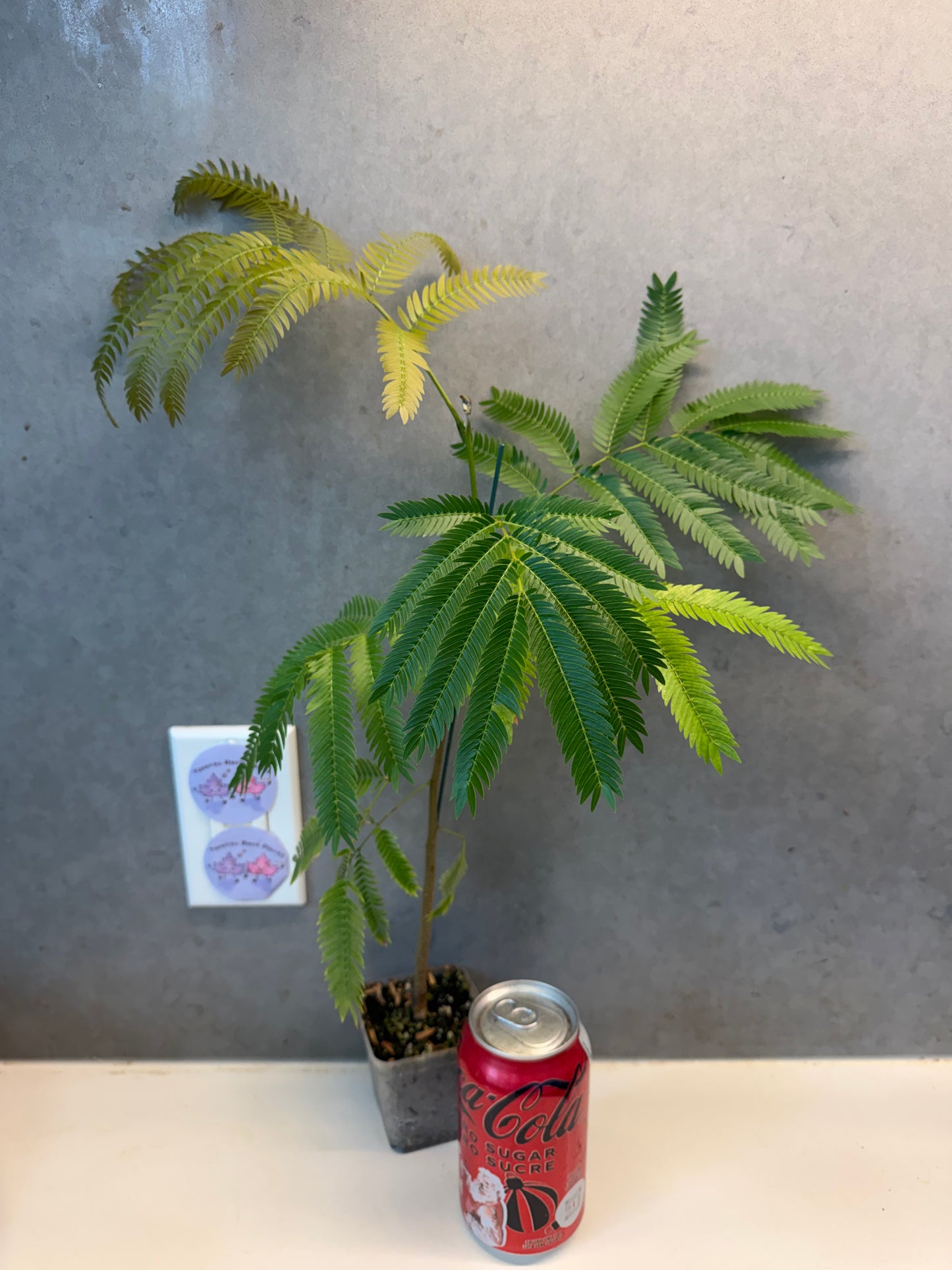 🌿 Cojoba arborea(Medium Size)
