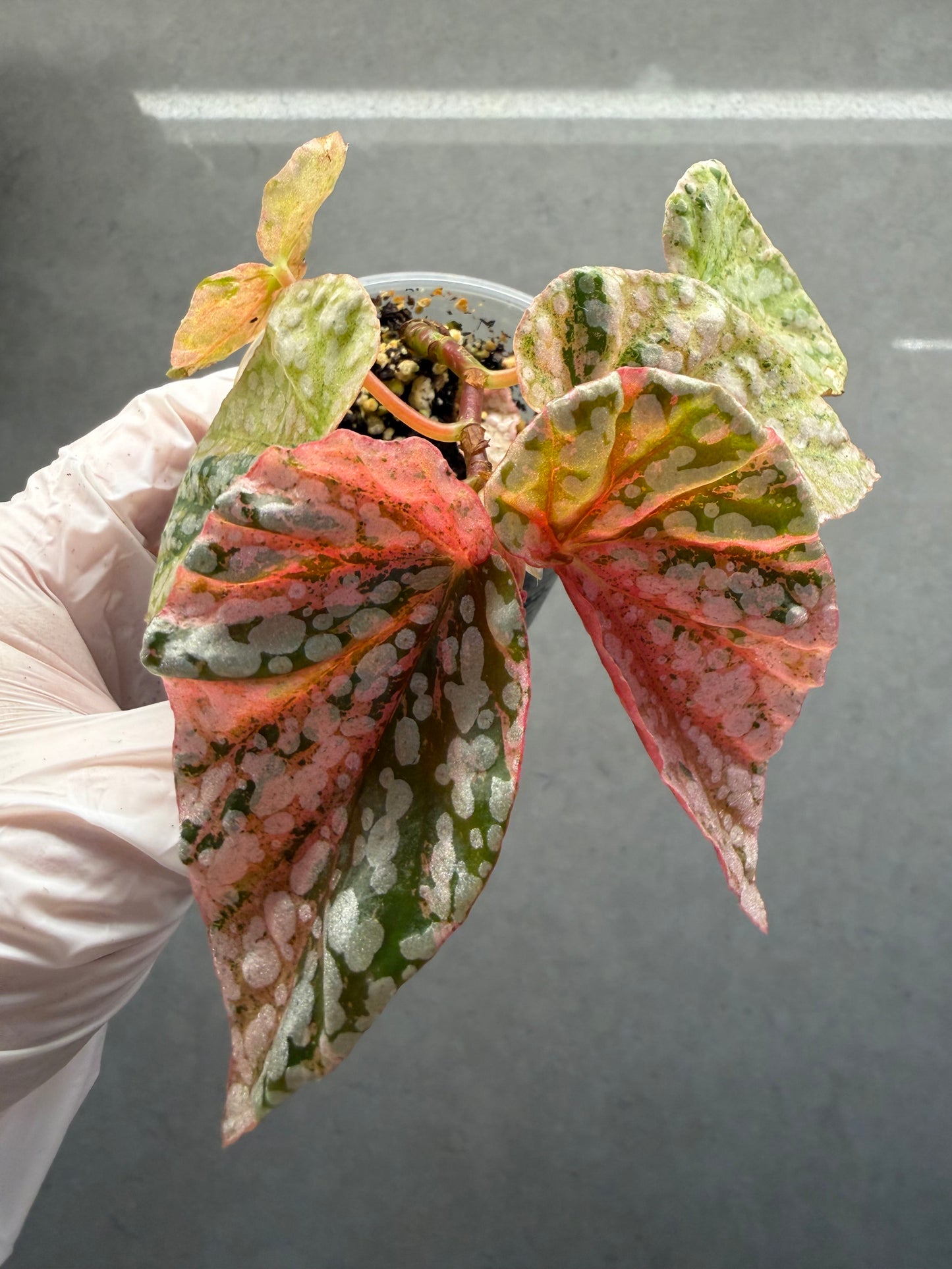 🌿 Begonia 'Snow Cap ‘Pink Variegated