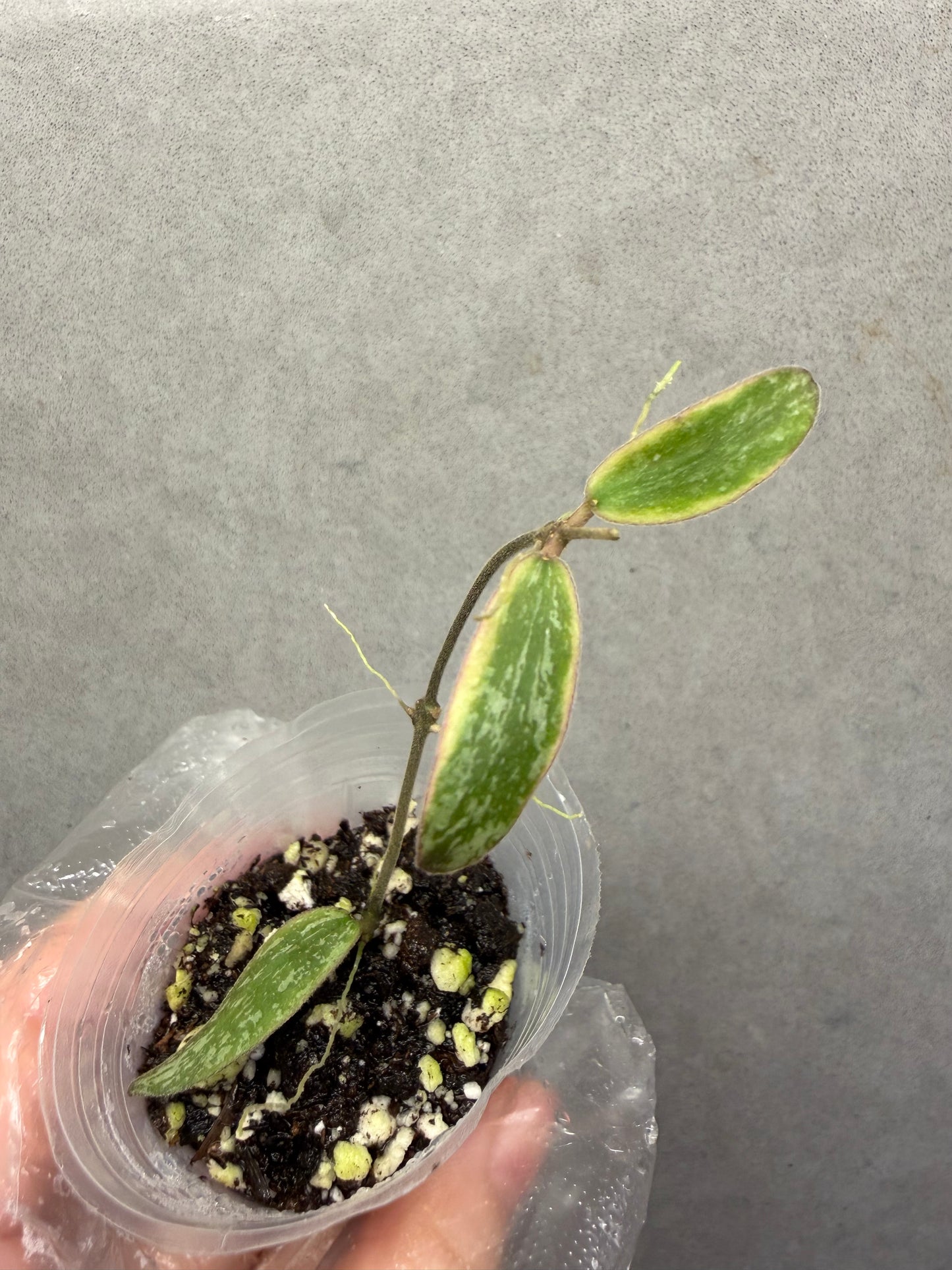 🌿Hoya Sigillatis Outer Var.