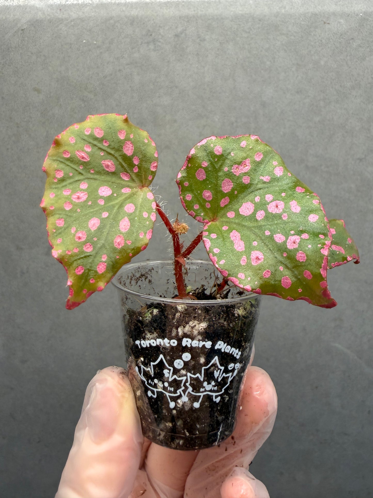 🌸Begonia Muara wahau