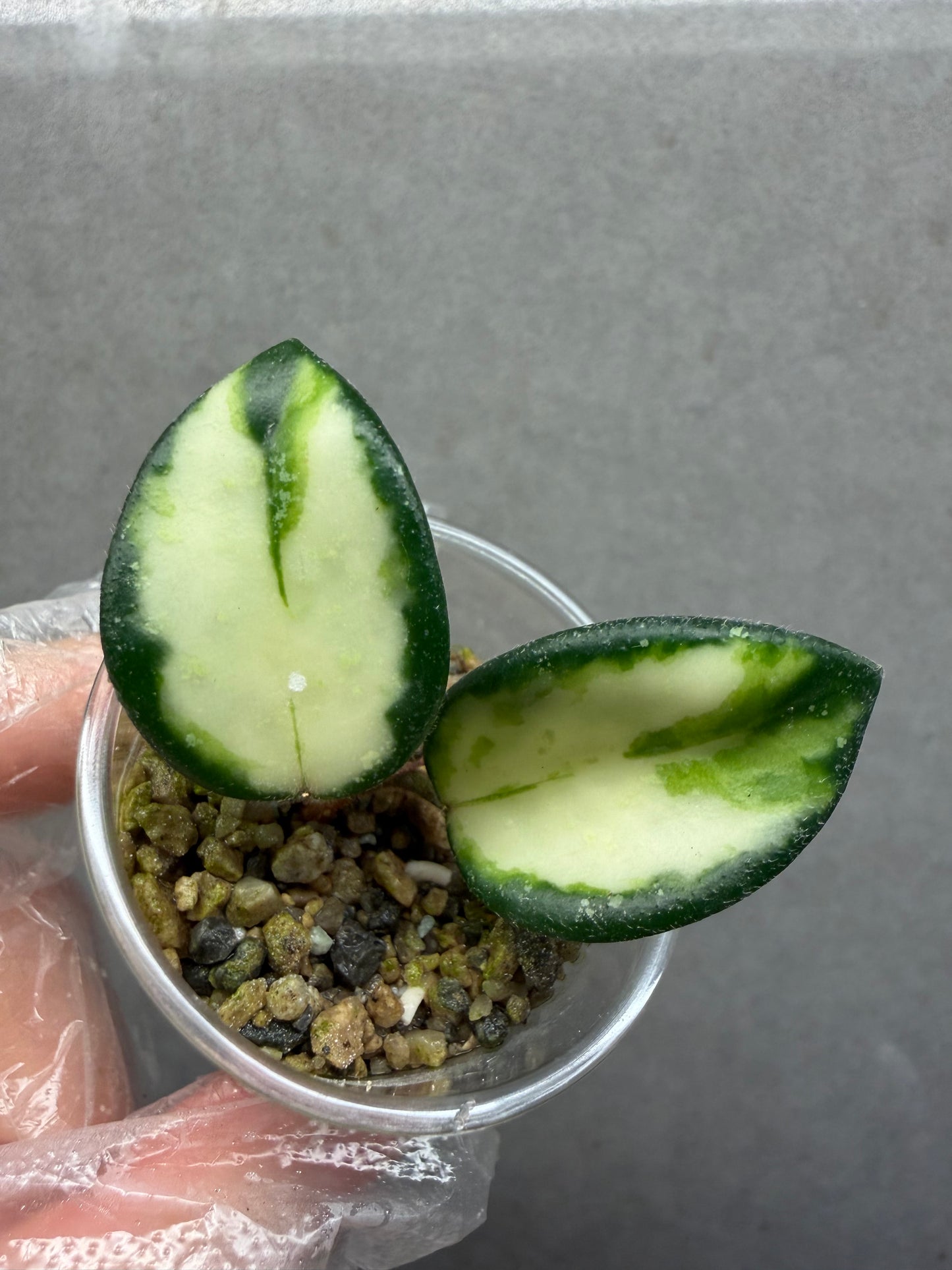 🌿Hoya Mathilde Var