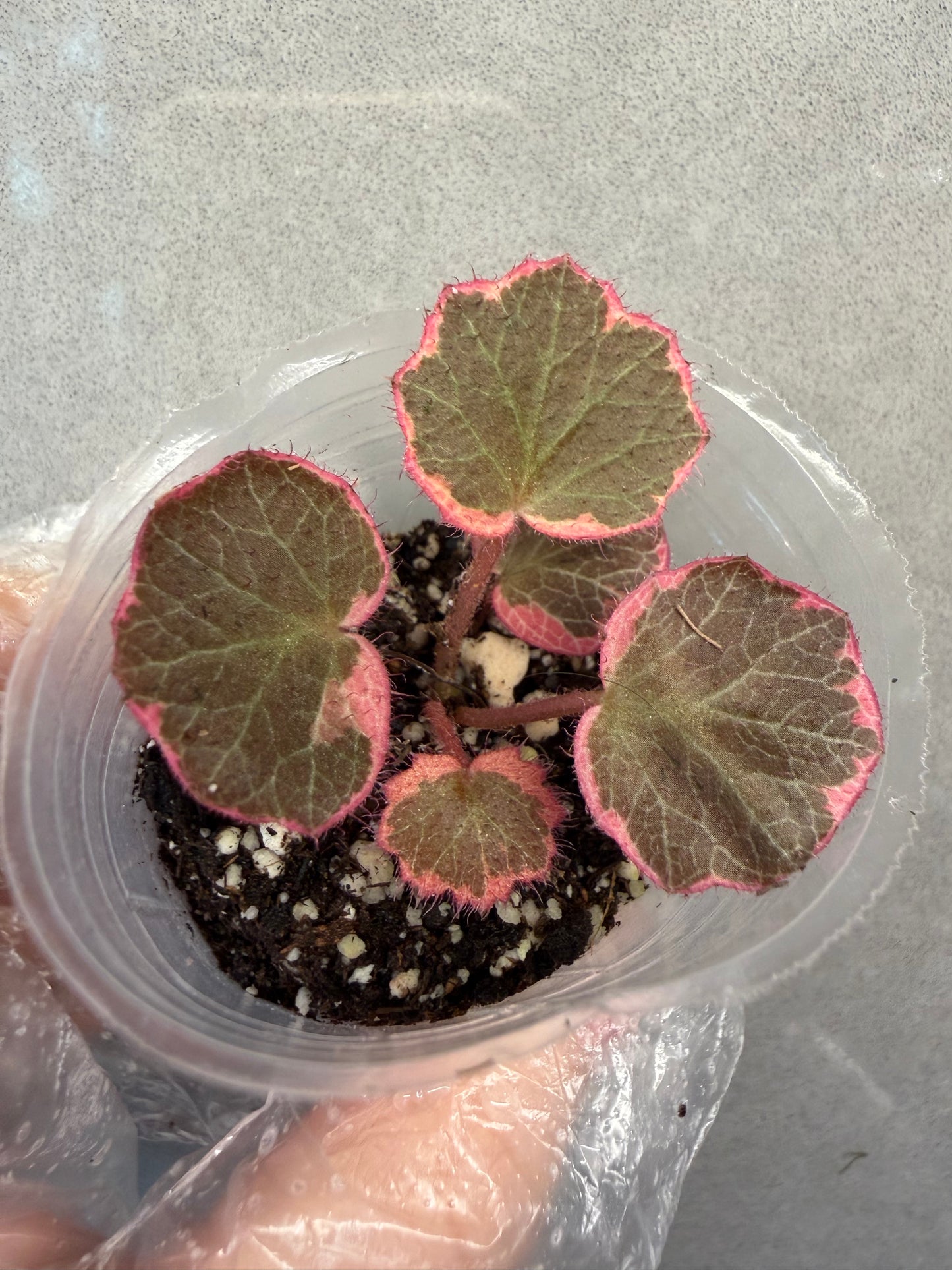 Strawbeery Pink Variegated