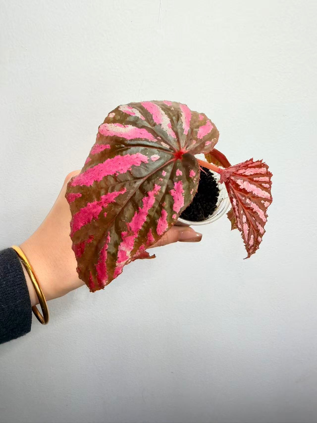 🌿 Begonia brevirimosa