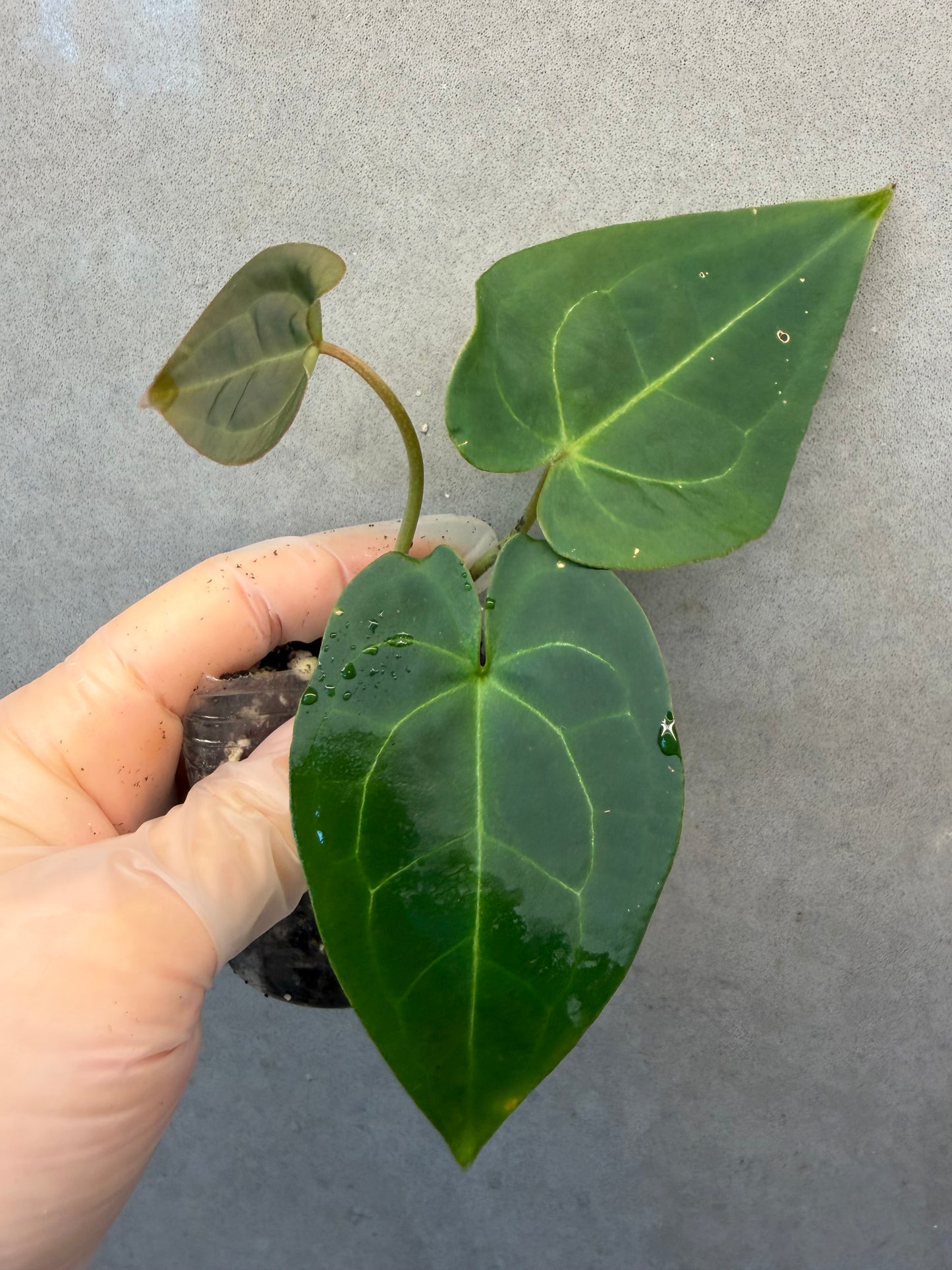 🌿Anthurium Aos *Black Crystallinum