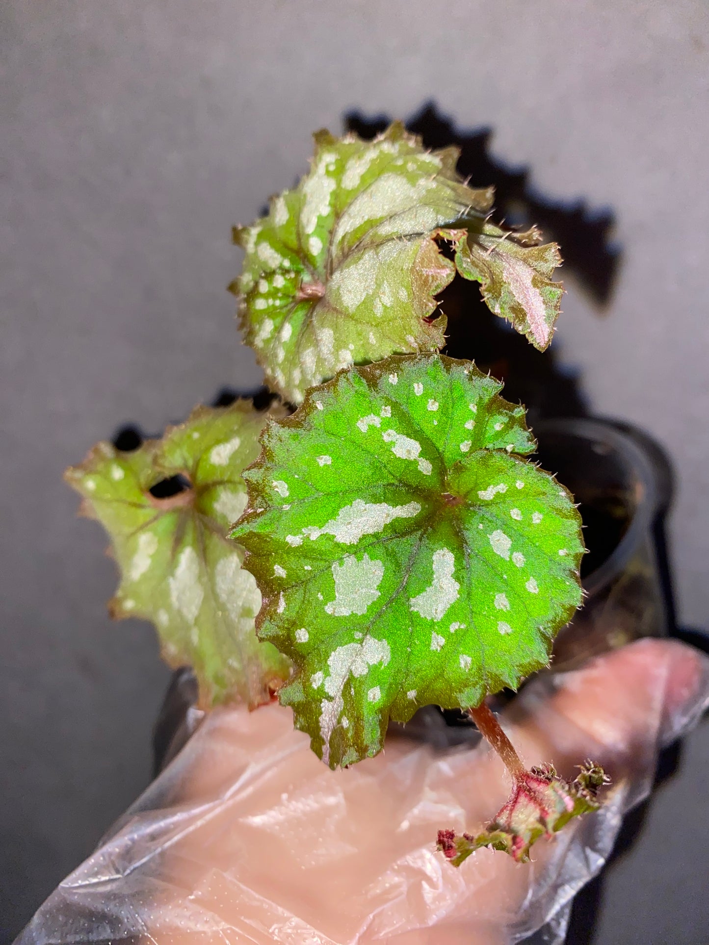 ๐ฟ Begonia 'Carnival'