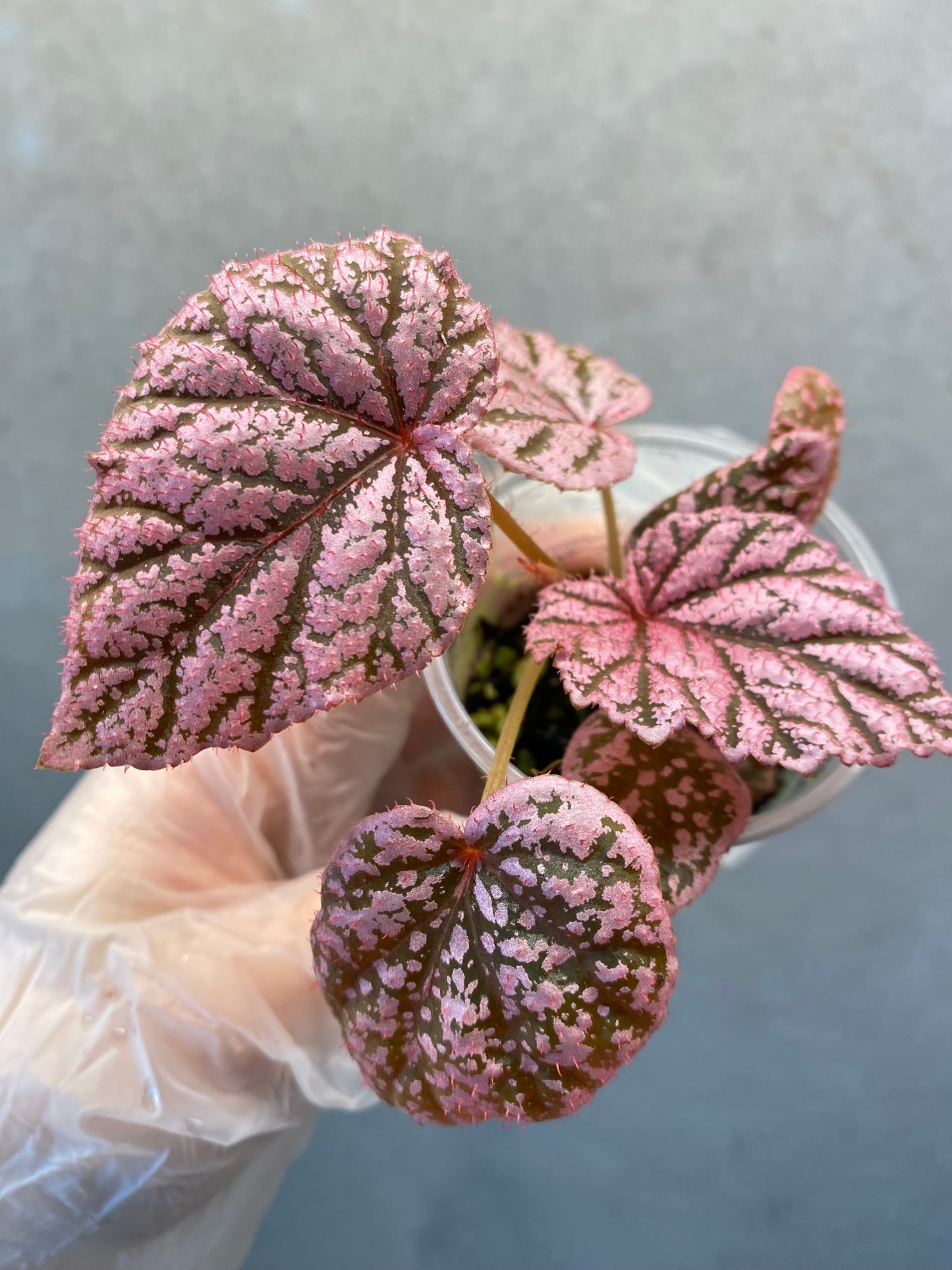🌿 Begonia 'Tingley Mallet'
