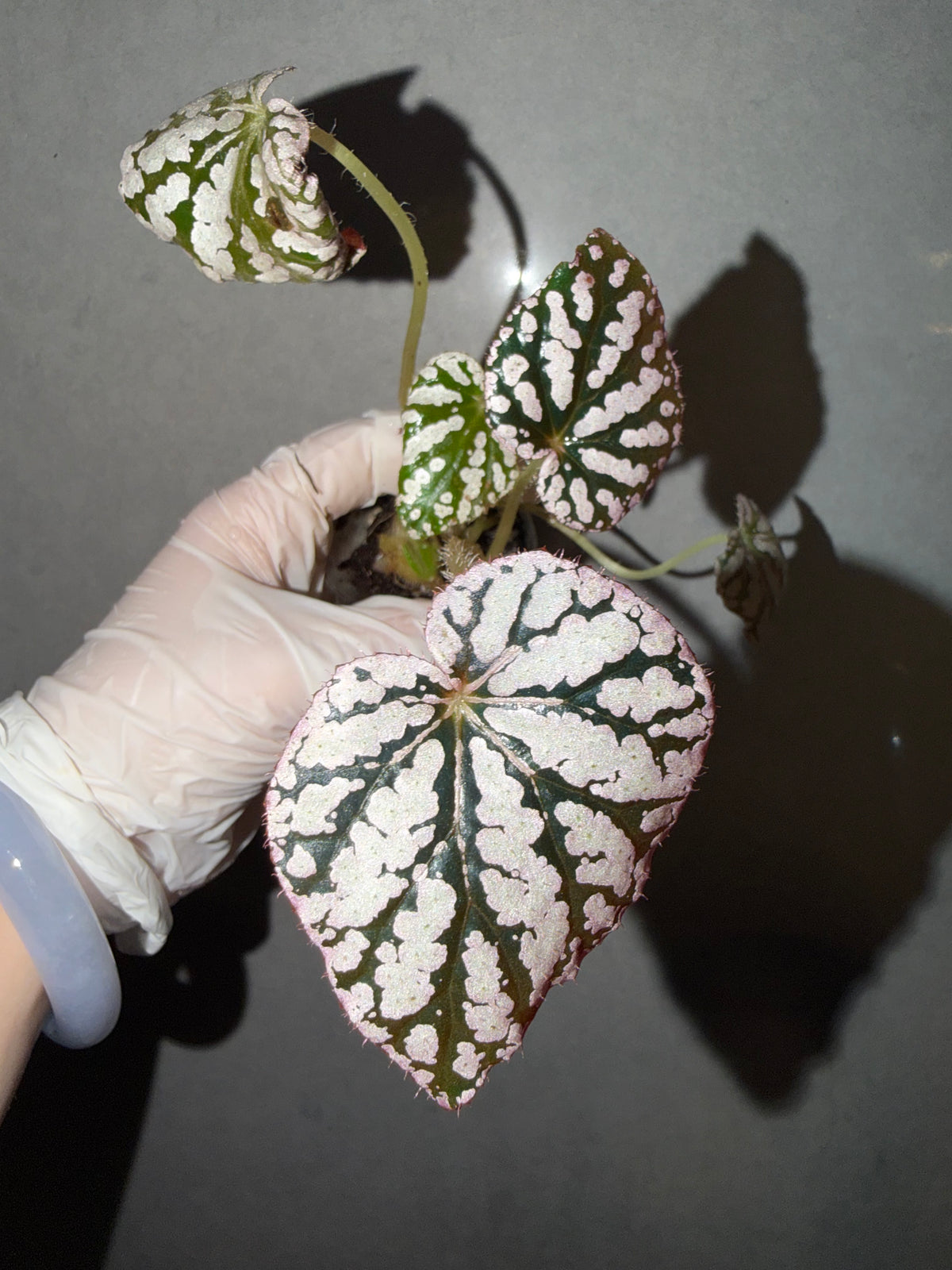 🪙Begonia 'Silver Dollar'
