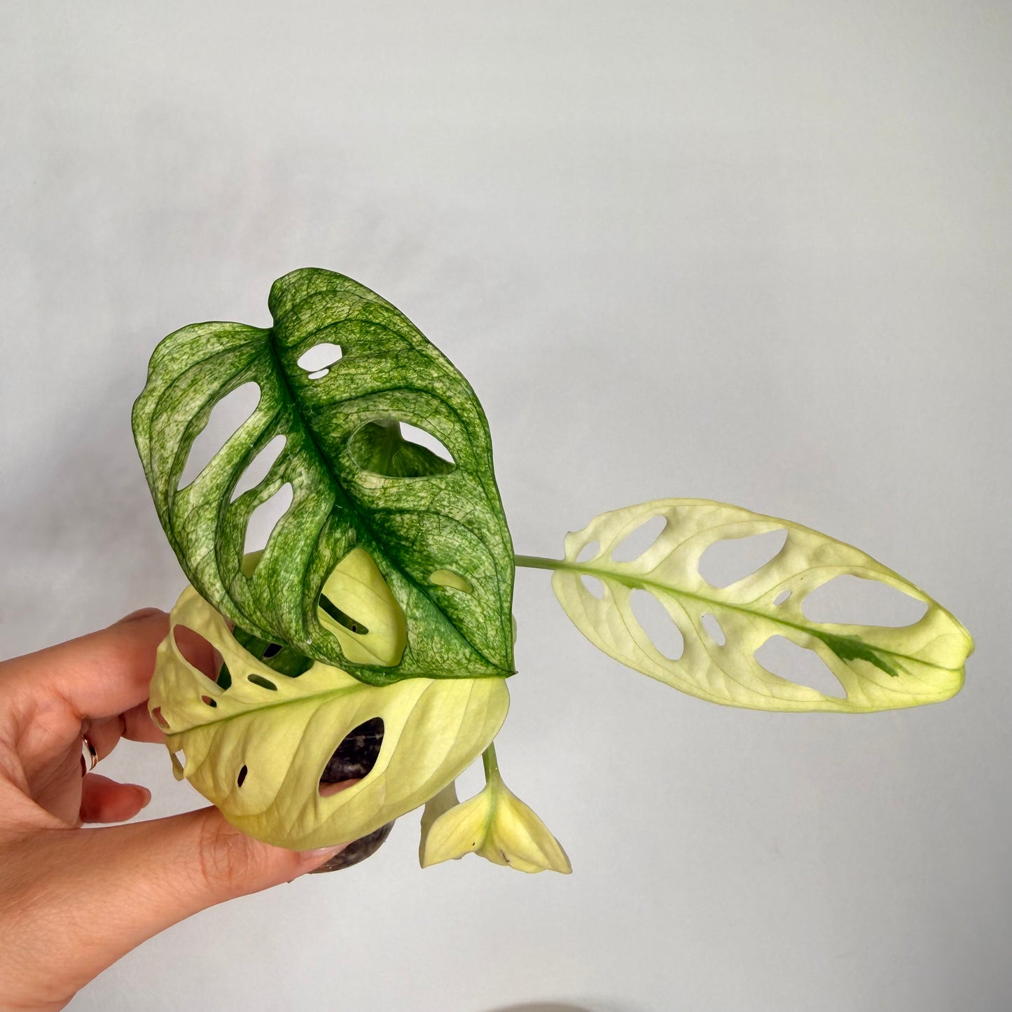 monstera adansonii white monster