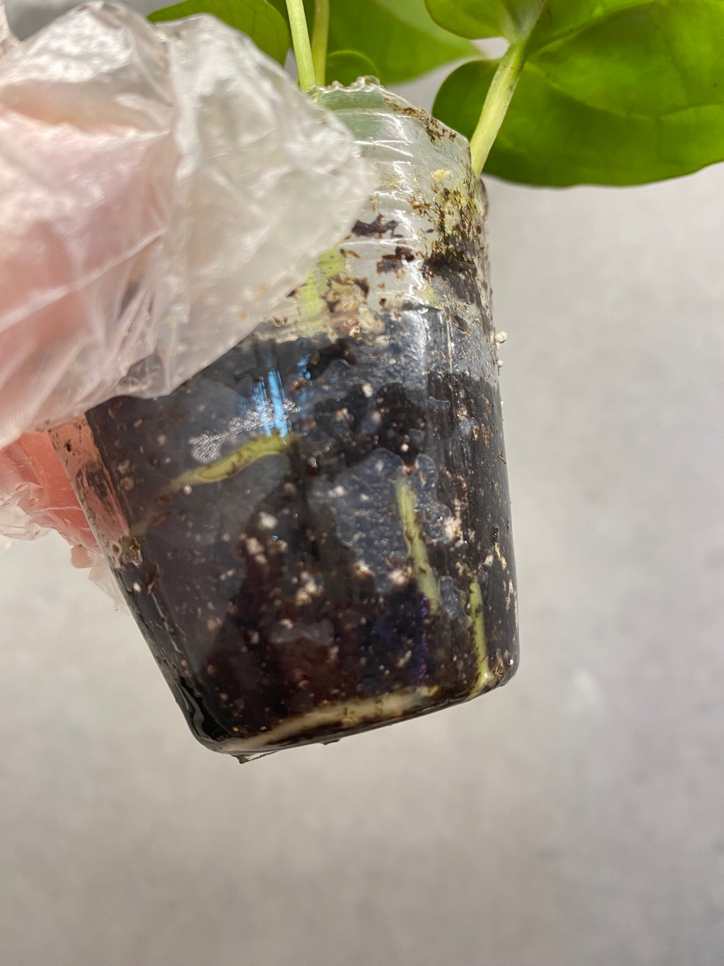 🌿 Anthurium Ace of Spades × Black Crystallinum