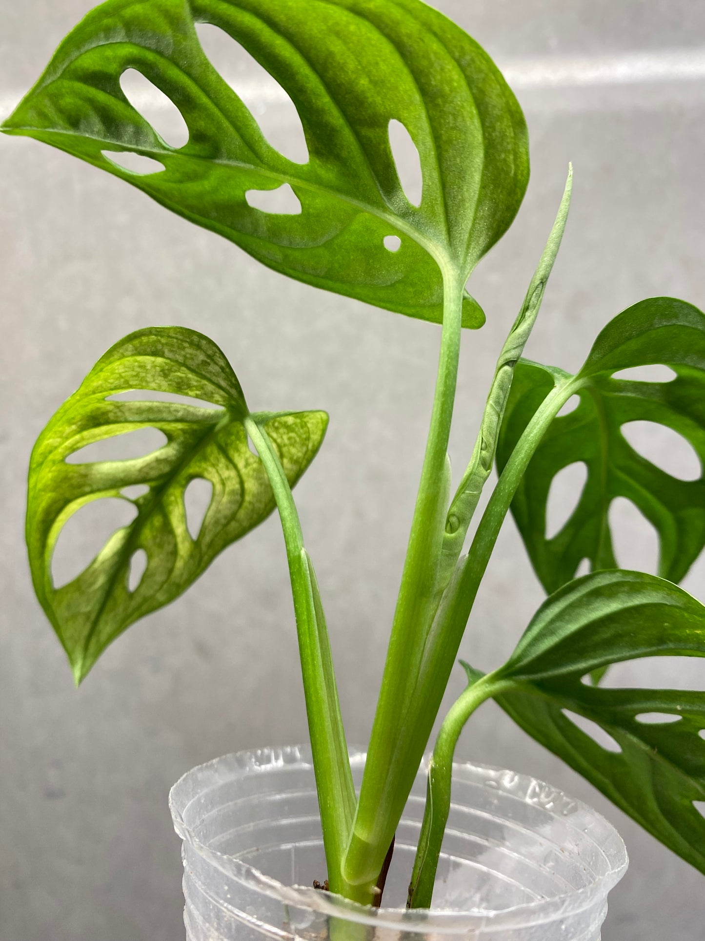 🌿 Monstera Adansonii 'White Monster'