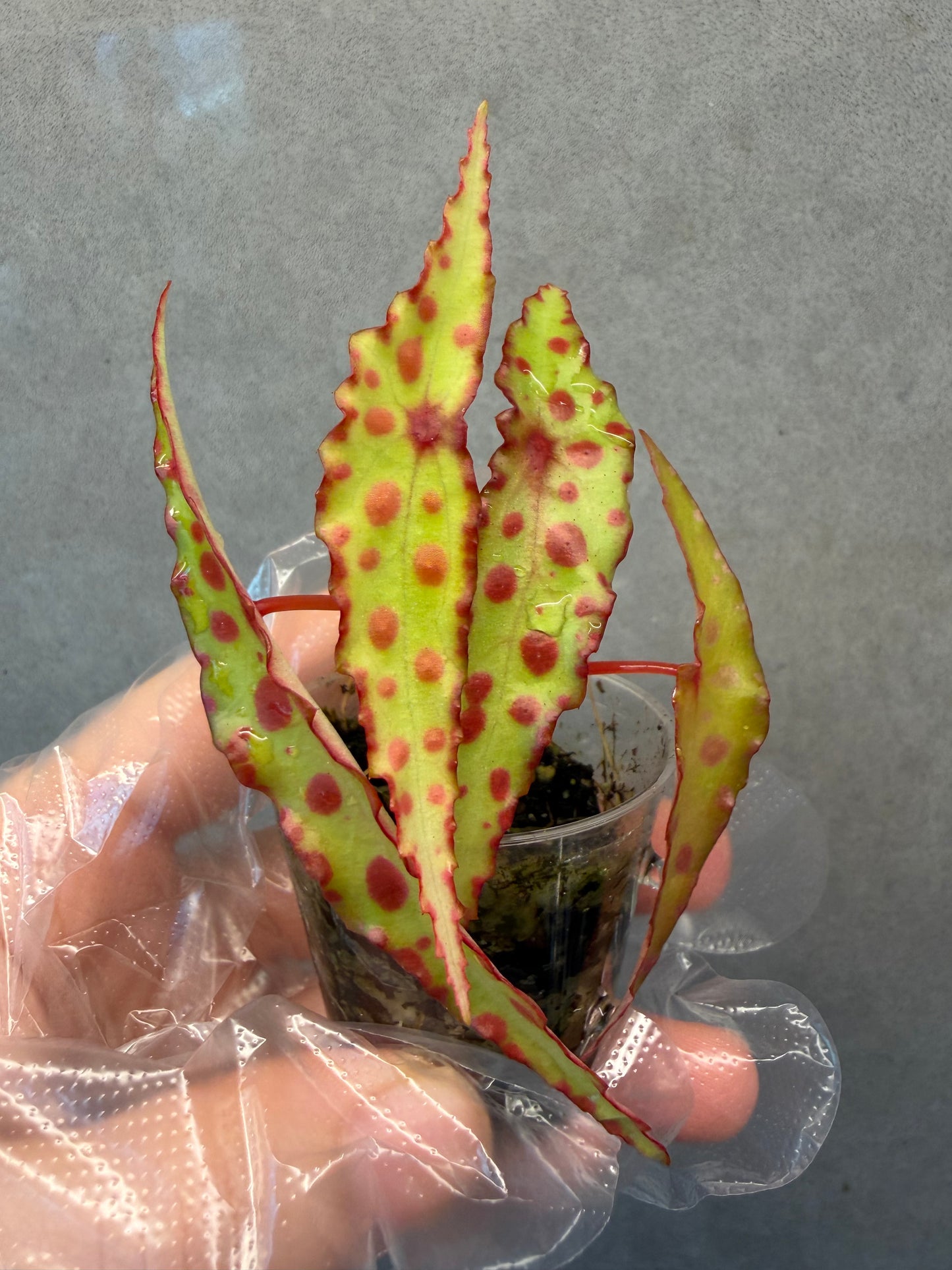 🌿 Begonia Amphioxus