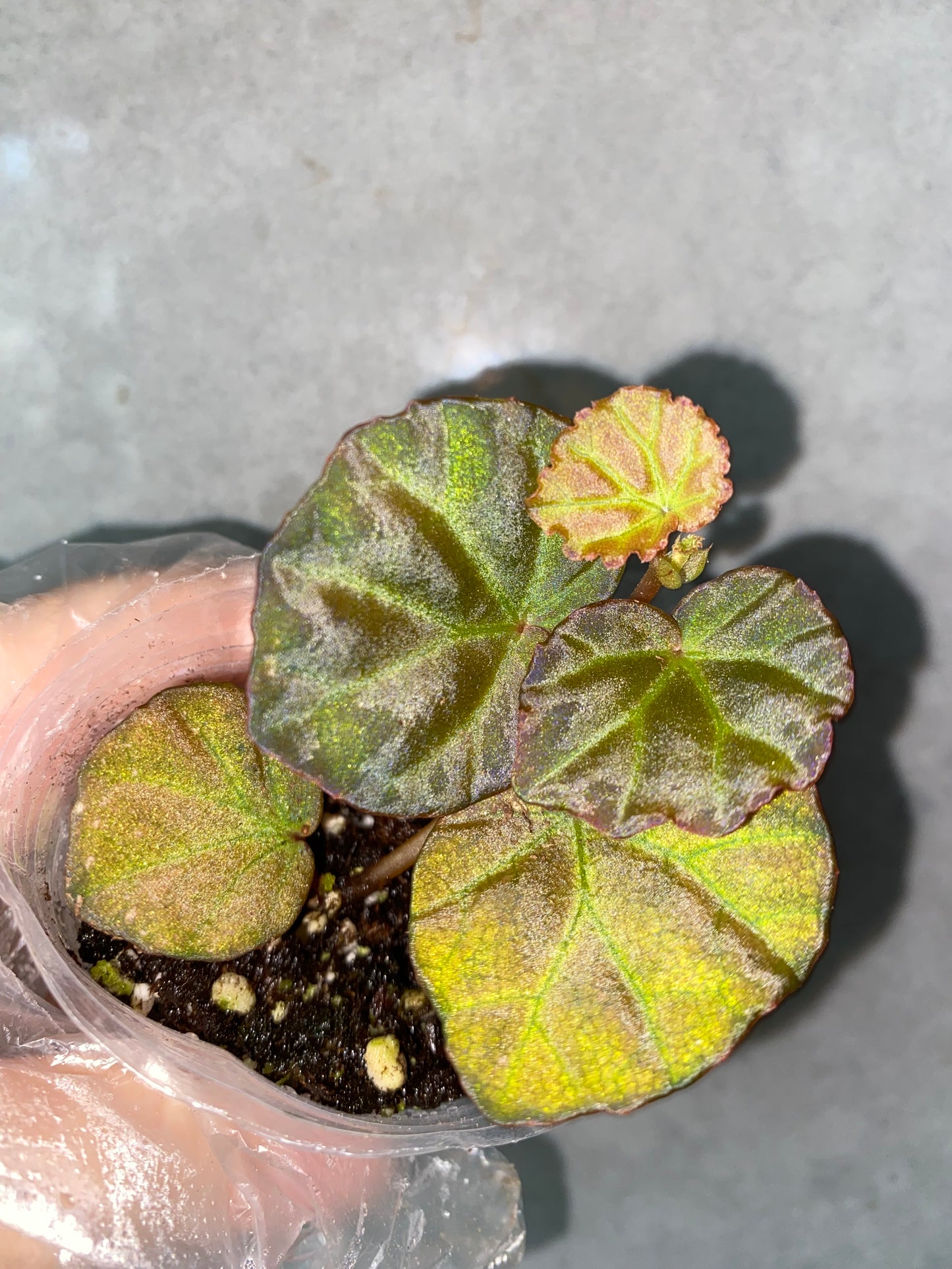 ๐ฟ Begonia sp. Sarawak