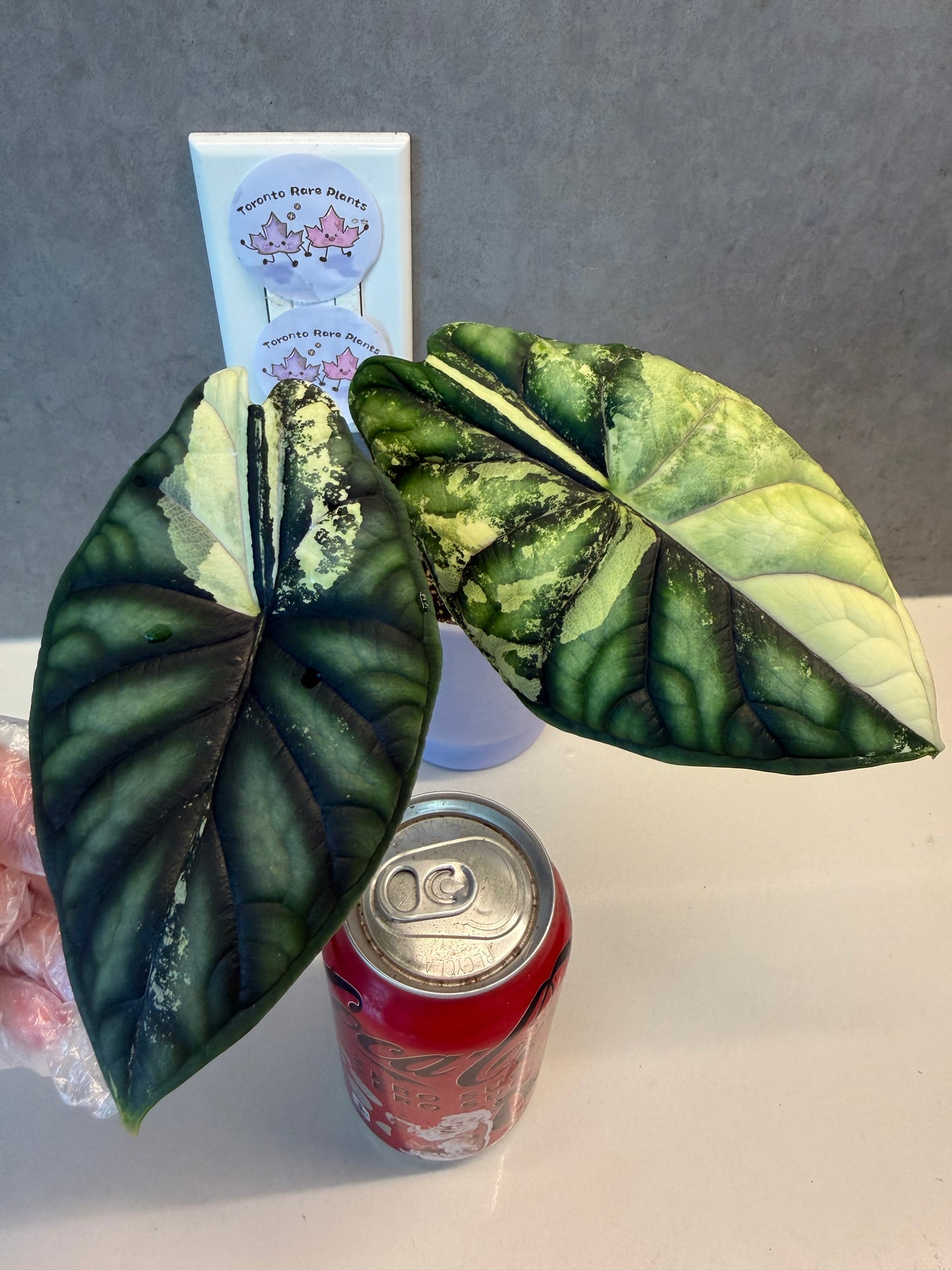 🌿Alocasia Dragon Scale Albo