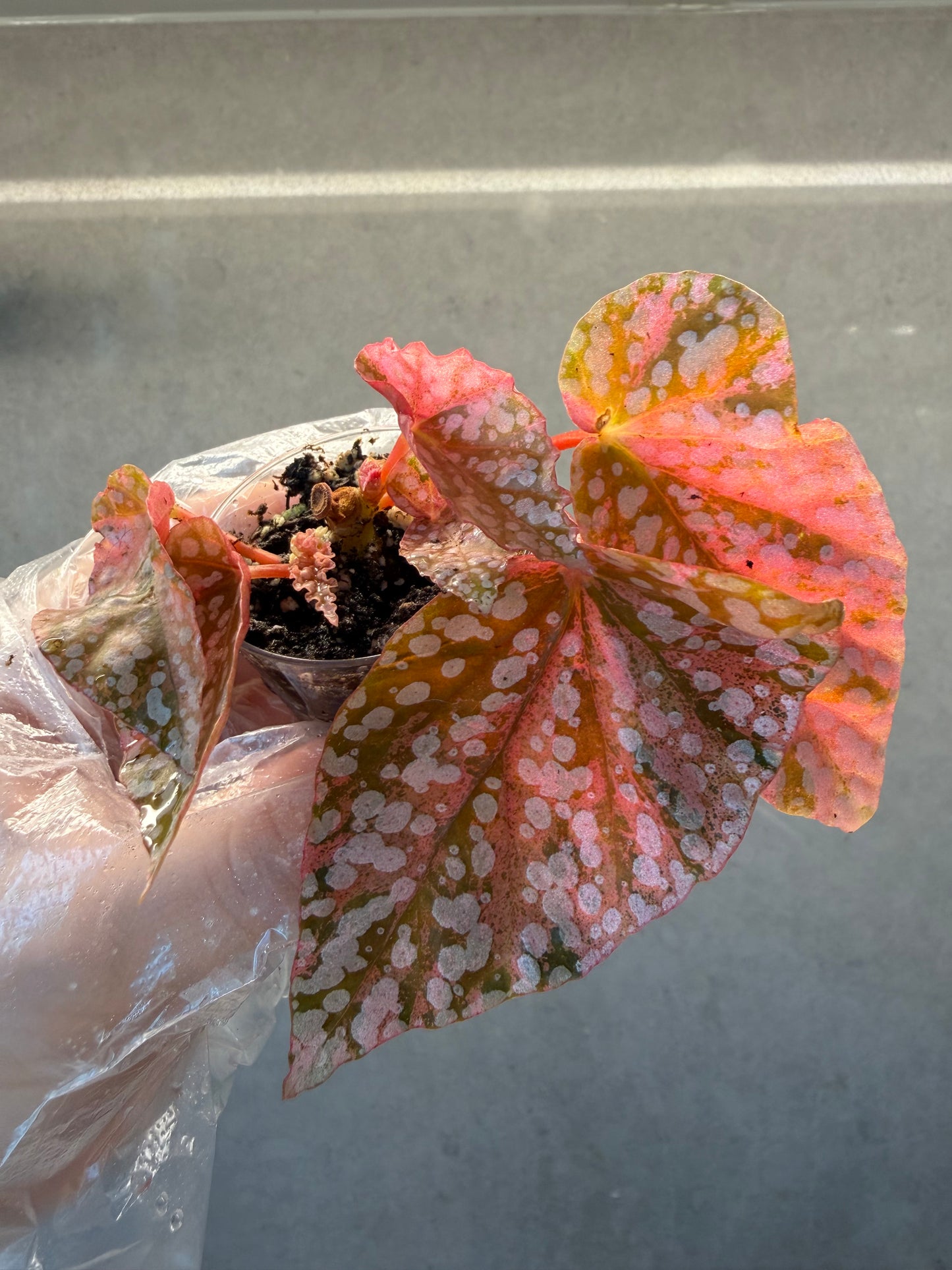 🌿 Begonia 'Snow Cap Pink' Variegated