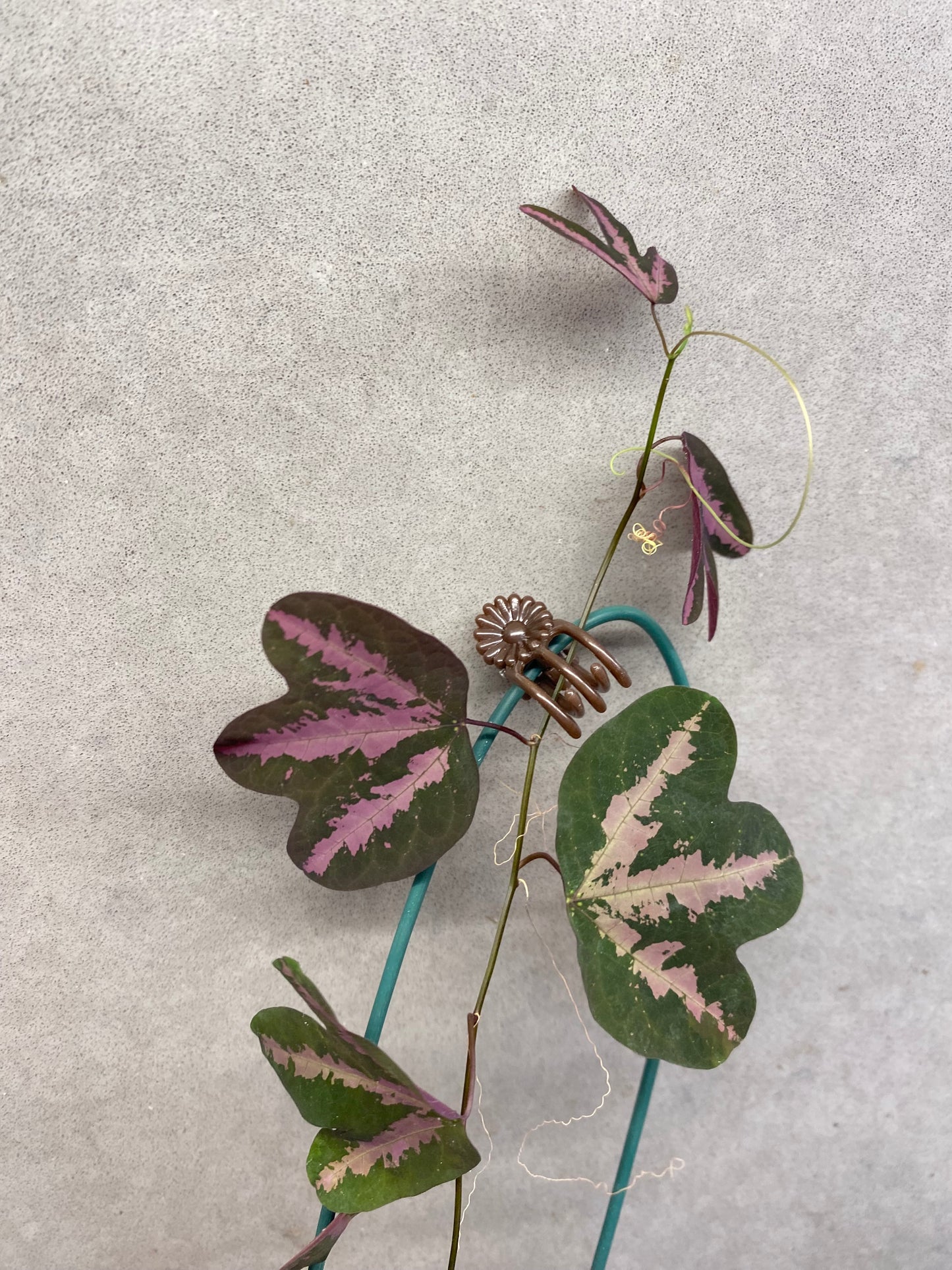 🌿 Passiflora trifasciata