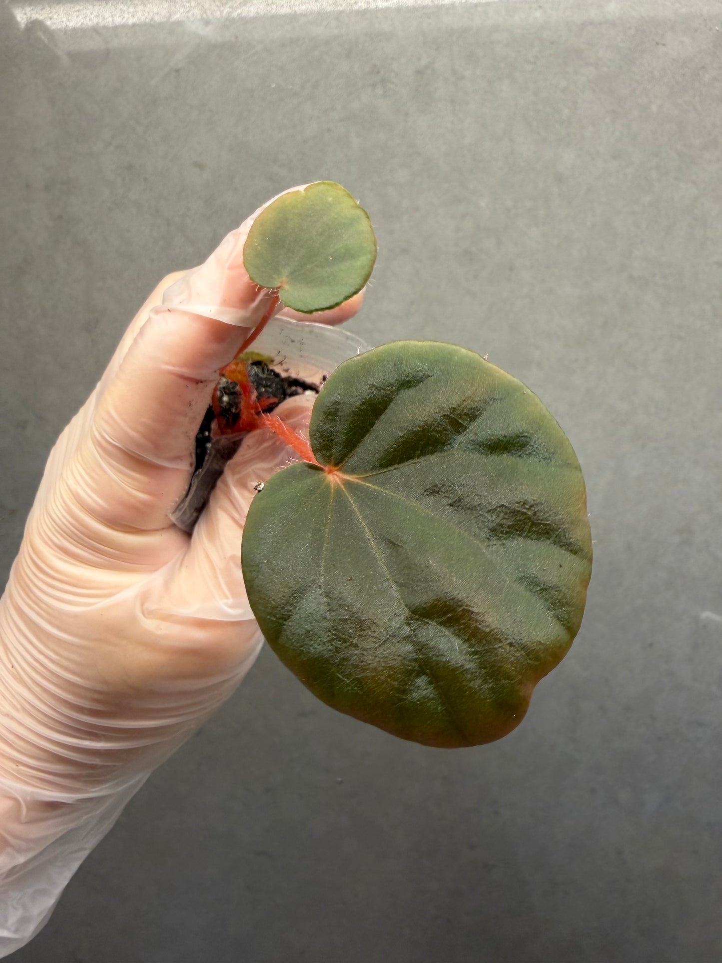 🌿Begonia Red Noid