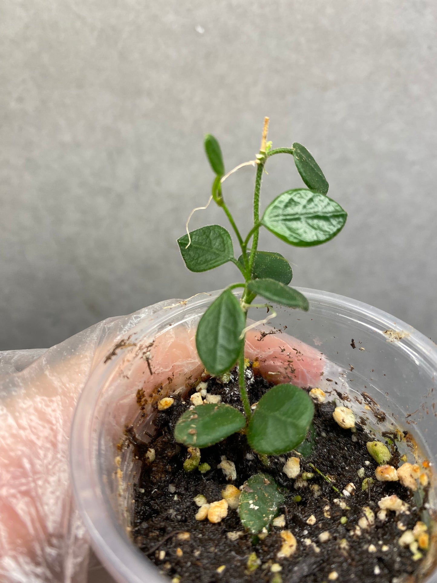🌿 Hoya Combo (5 types)
