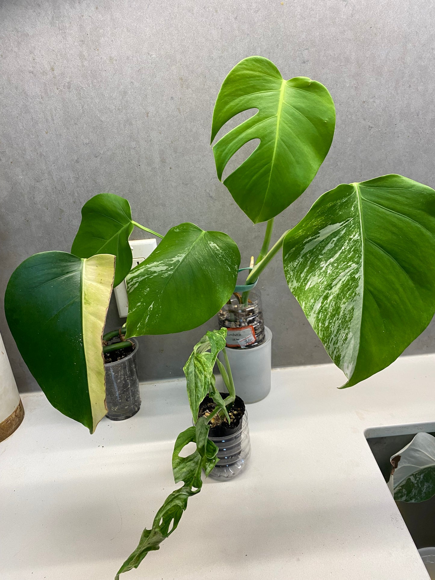 Monstera Albo (Full plant) + Monstera Aurea Half Moon base + Monstera Adansonii Mint Variegated