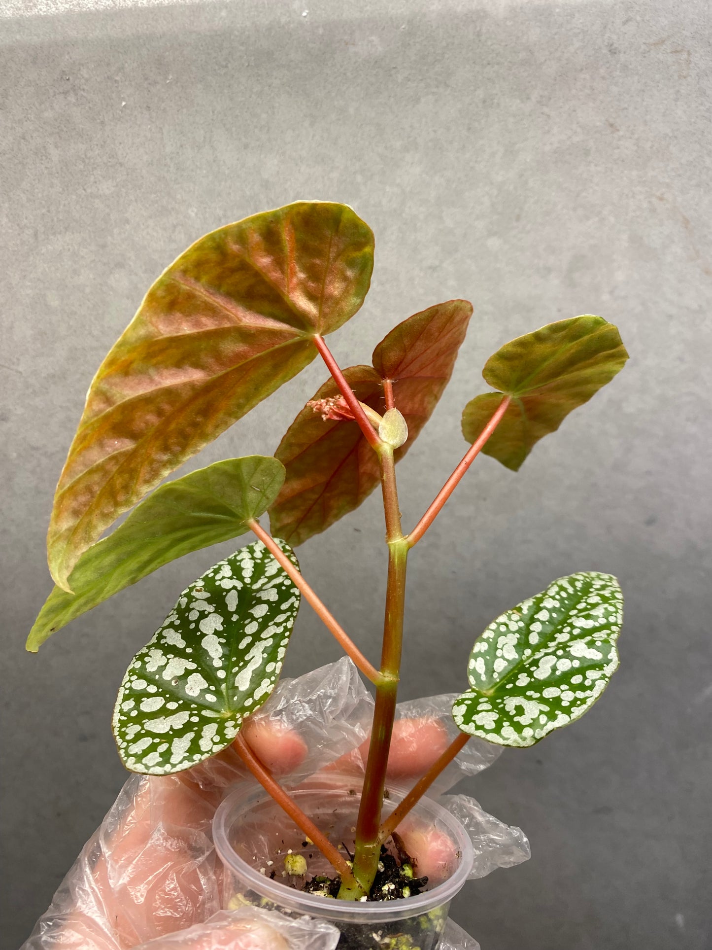 🌿 Begonia 'Snow Cap'