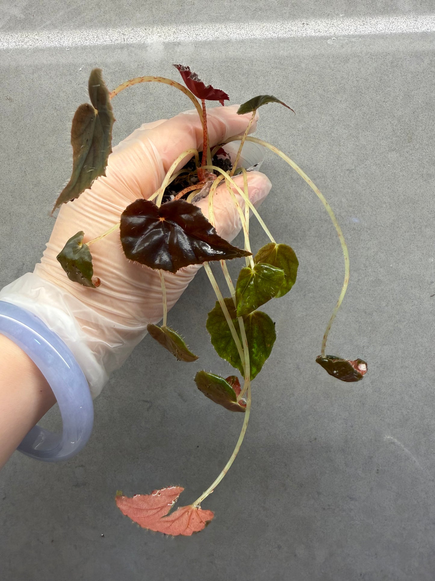 🦢Begonia black velvet