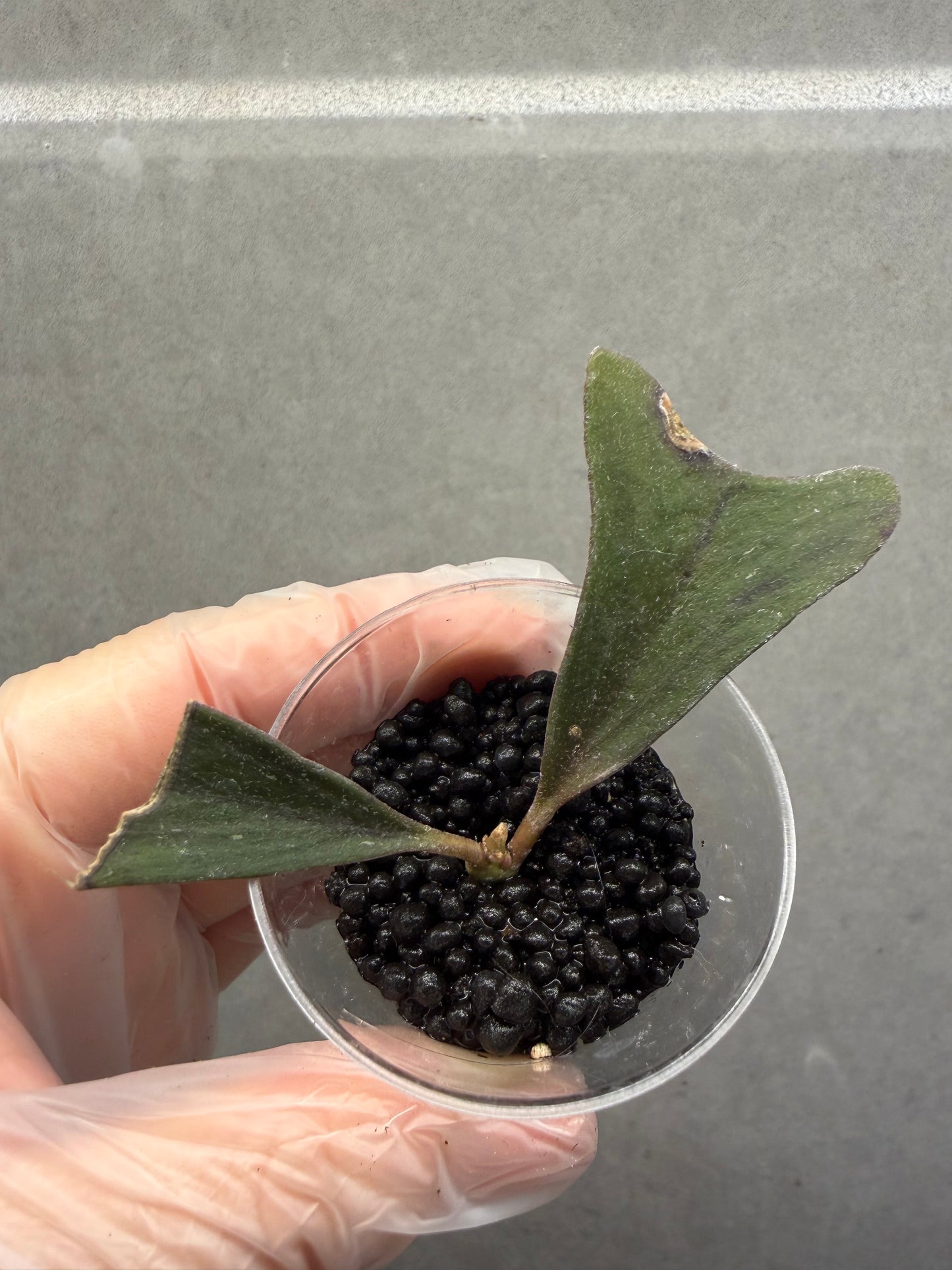 Hoya Manipurensis
