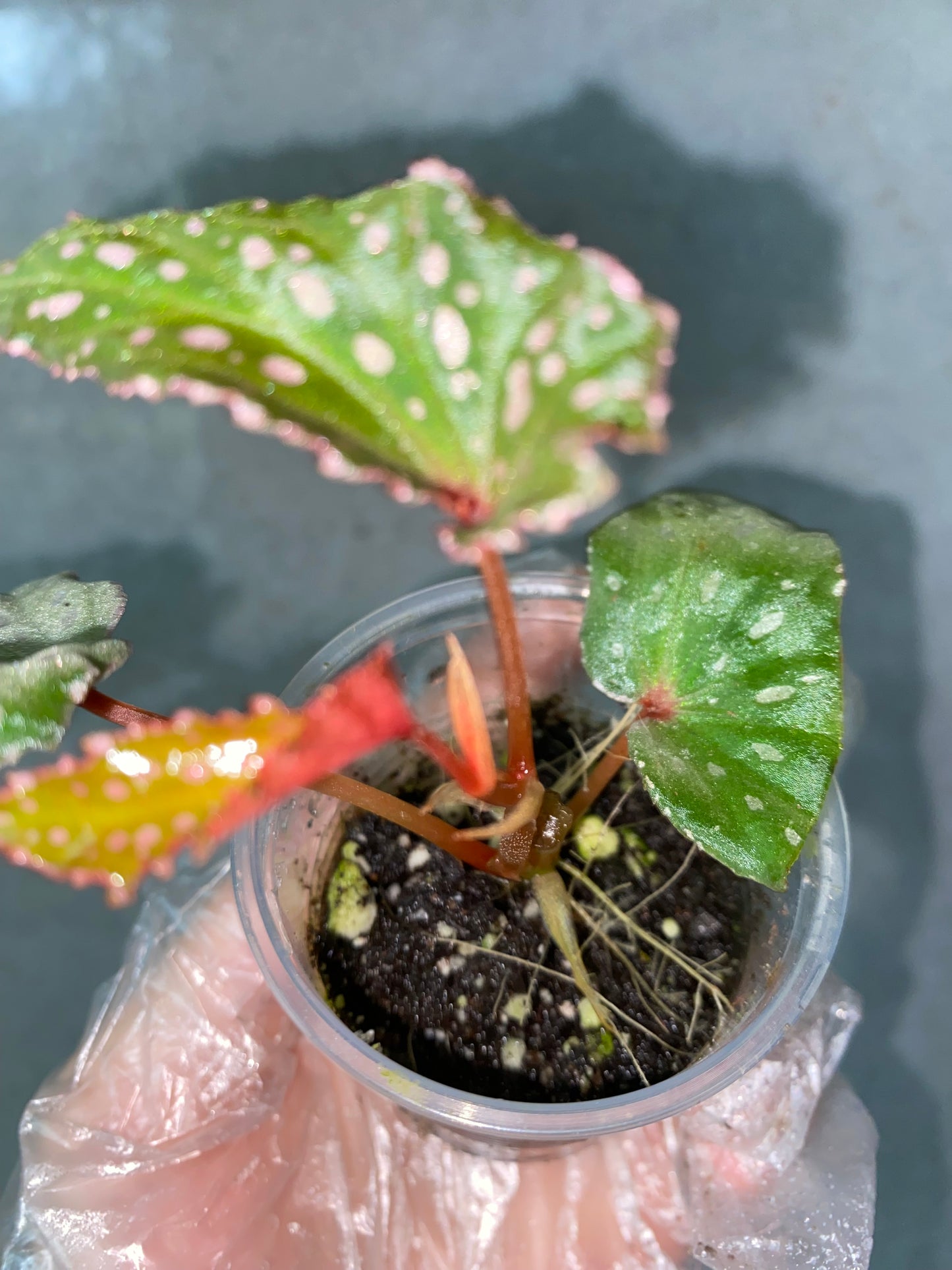 🌿 Begonia malachosticta