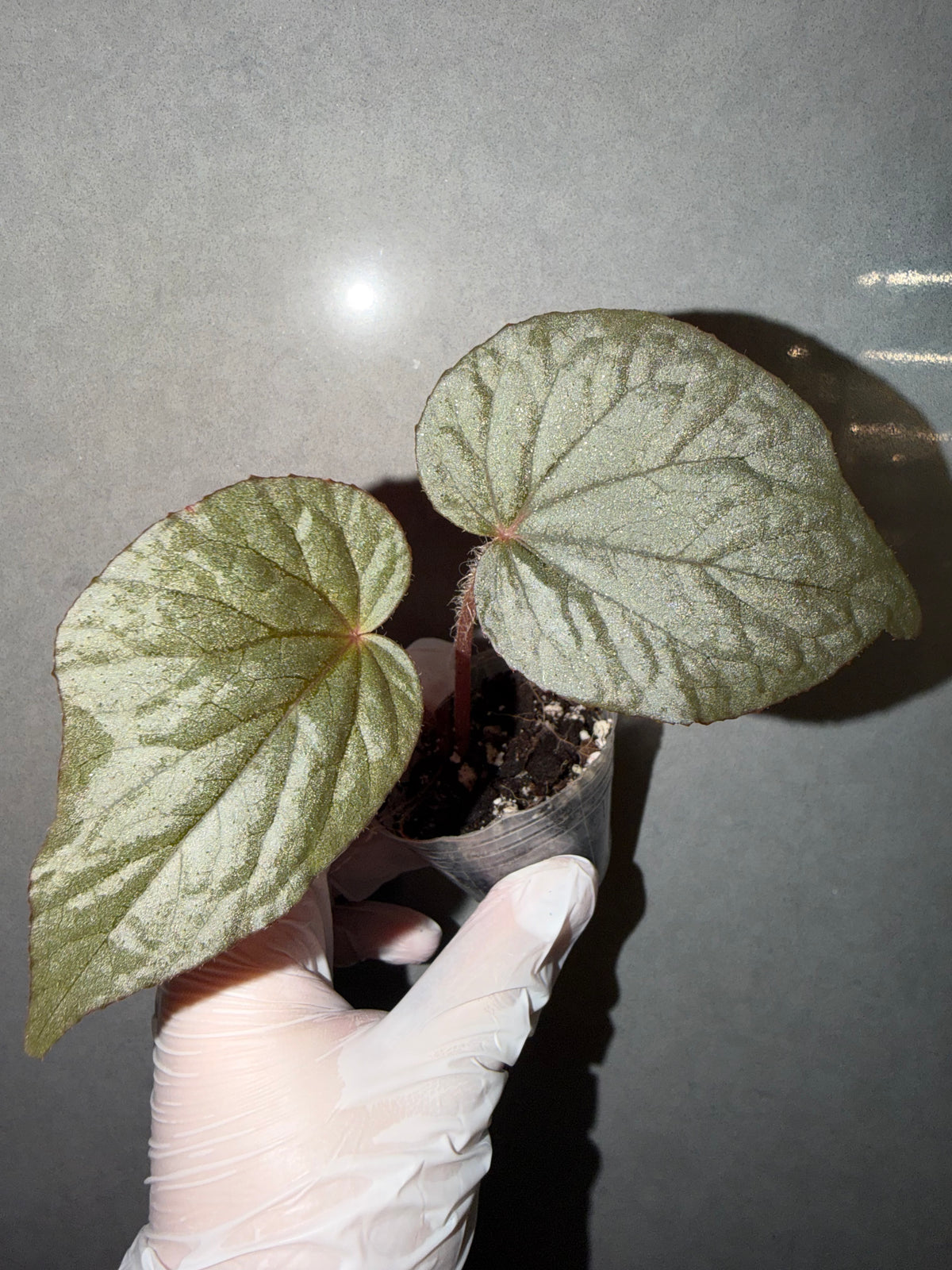 🌿Begonia U508
