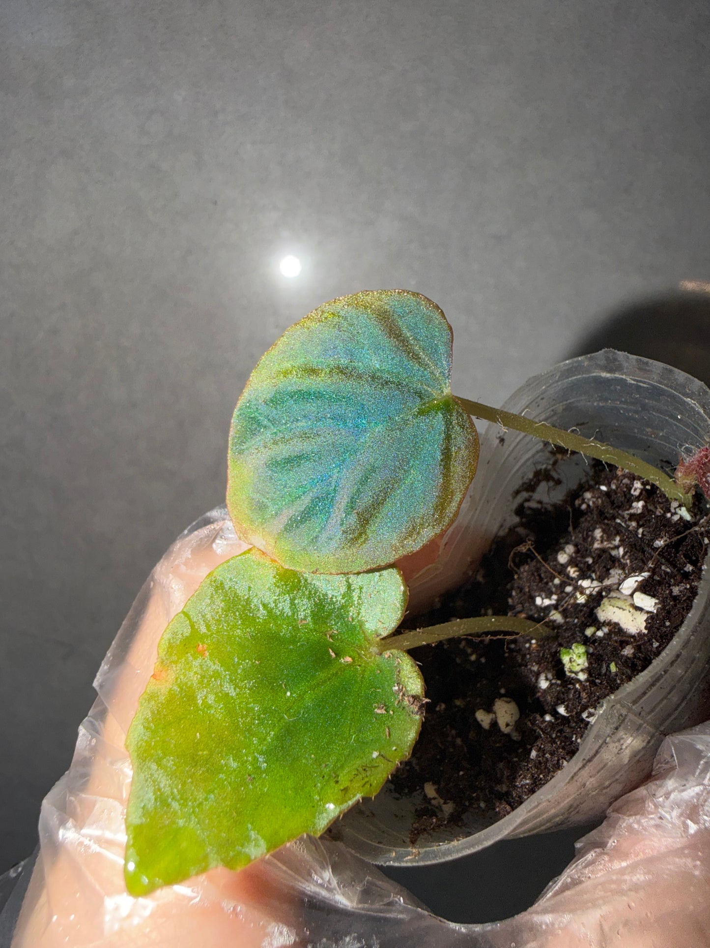 🌿 Begonia Rockii