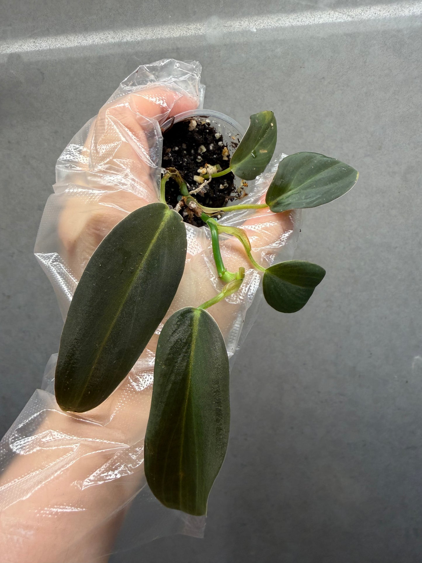 Philodendron Gigas