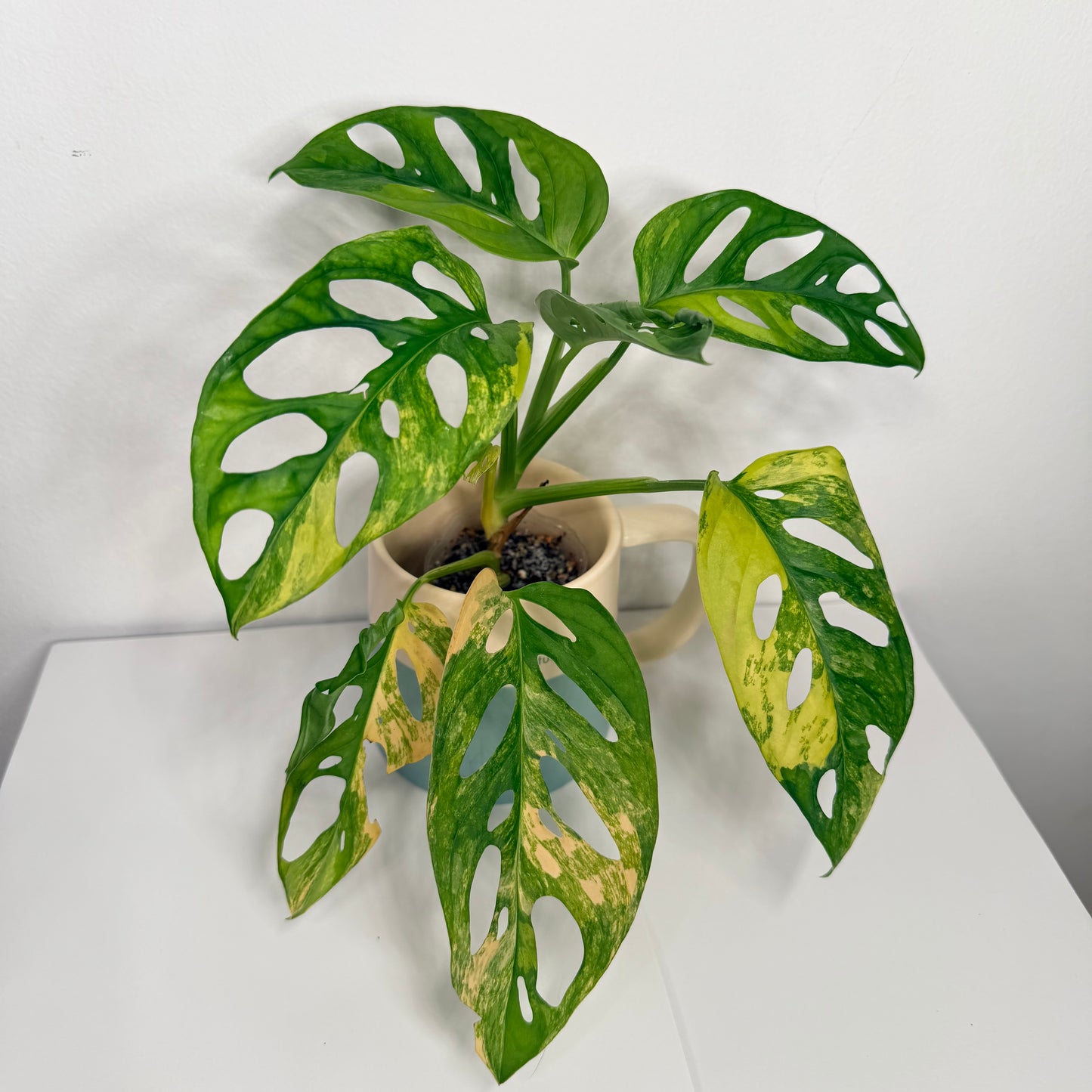 Monstera adansonii Aurea variegata