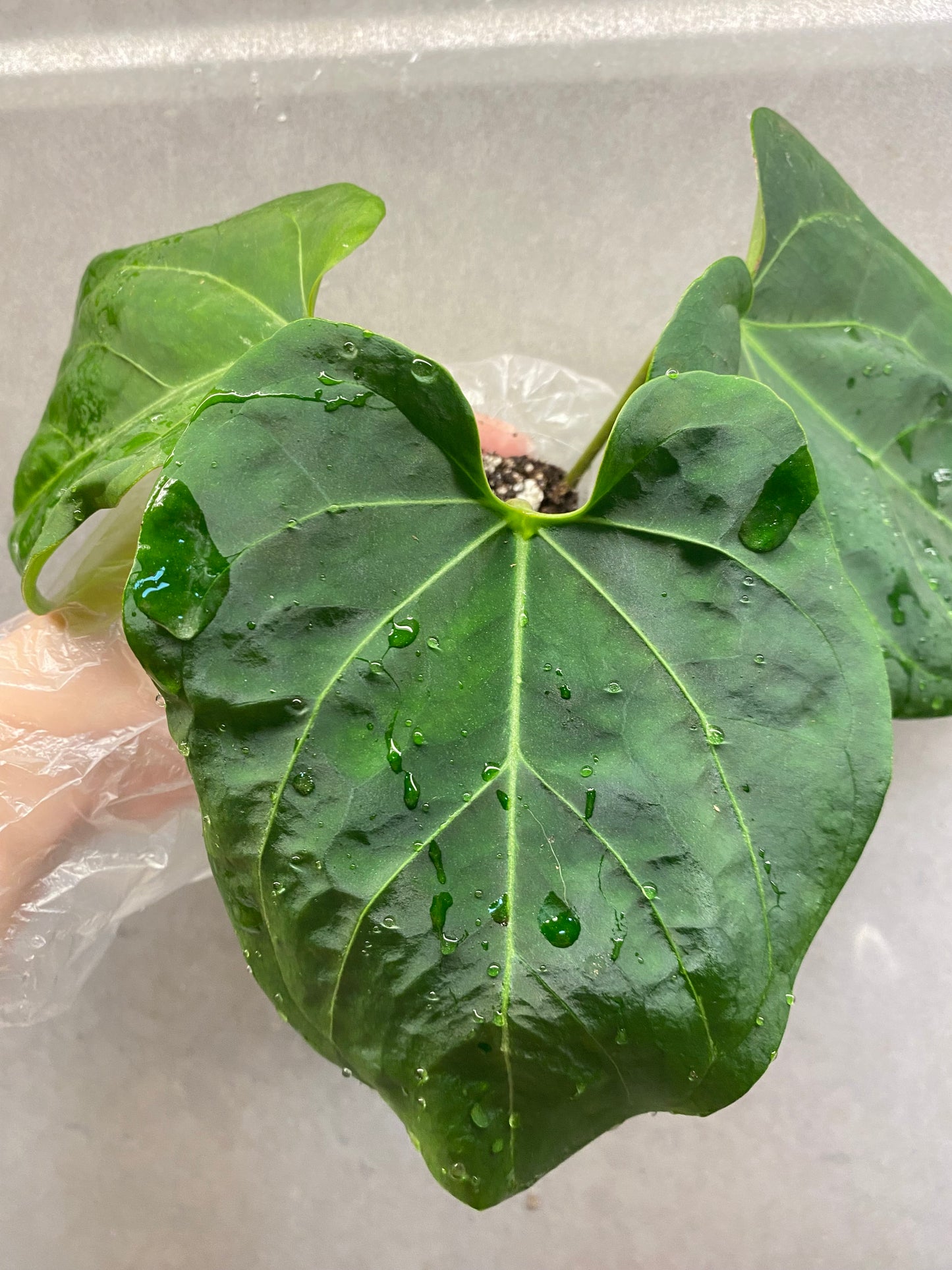 🌿 Anthurium KOS × Papi