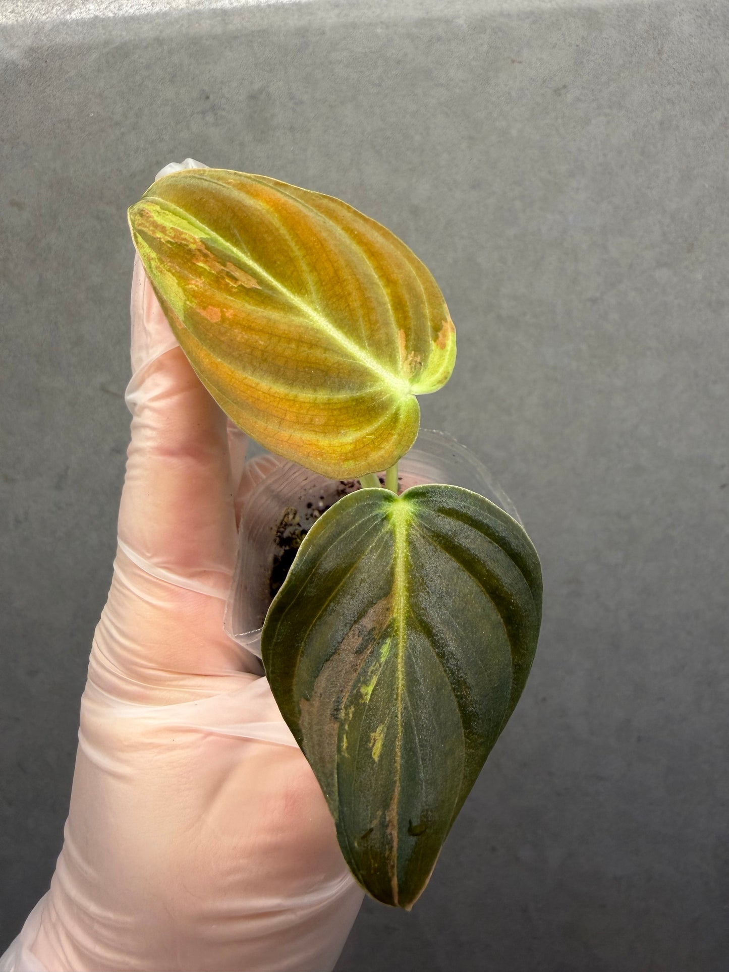 Philodendron Melanochrysum low Var