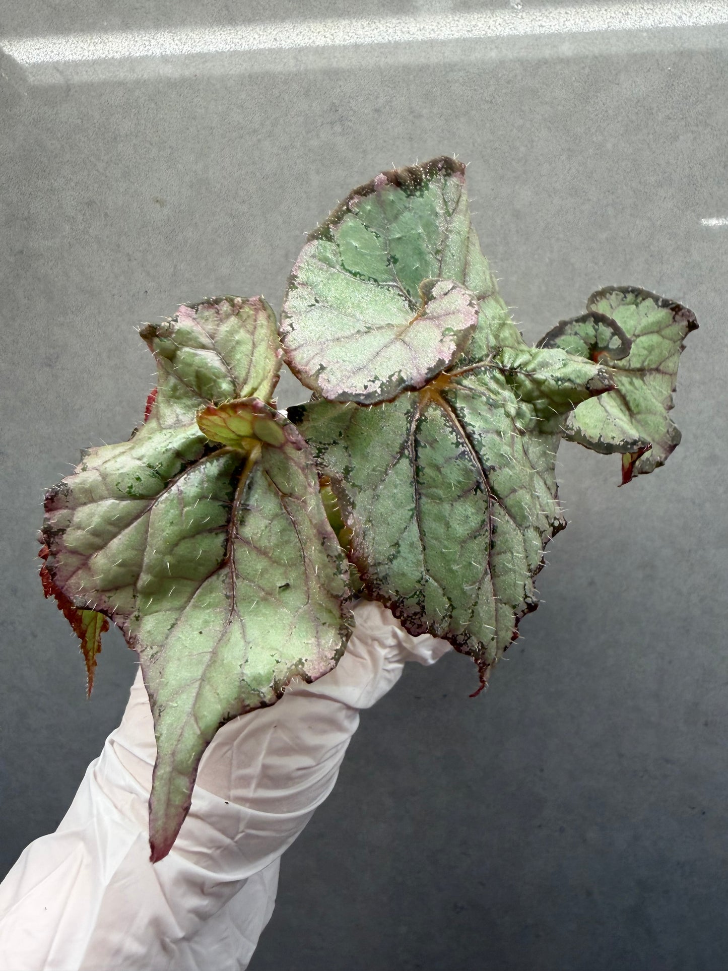 🌿 Begonia ‘DS Amor Amor’
