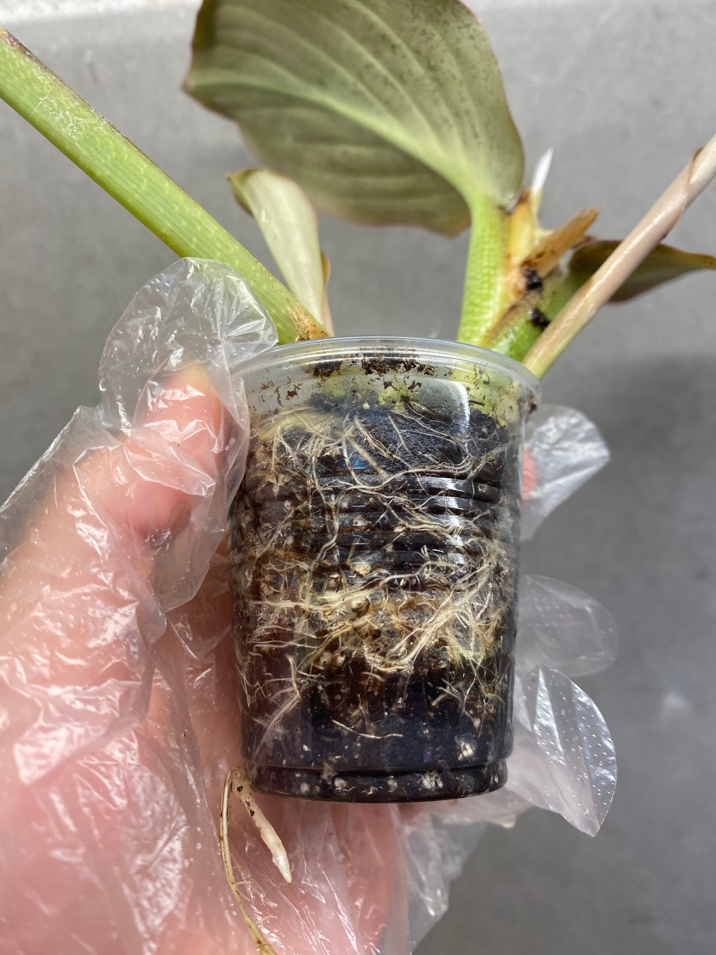 🌿 Kaempferia pulchra