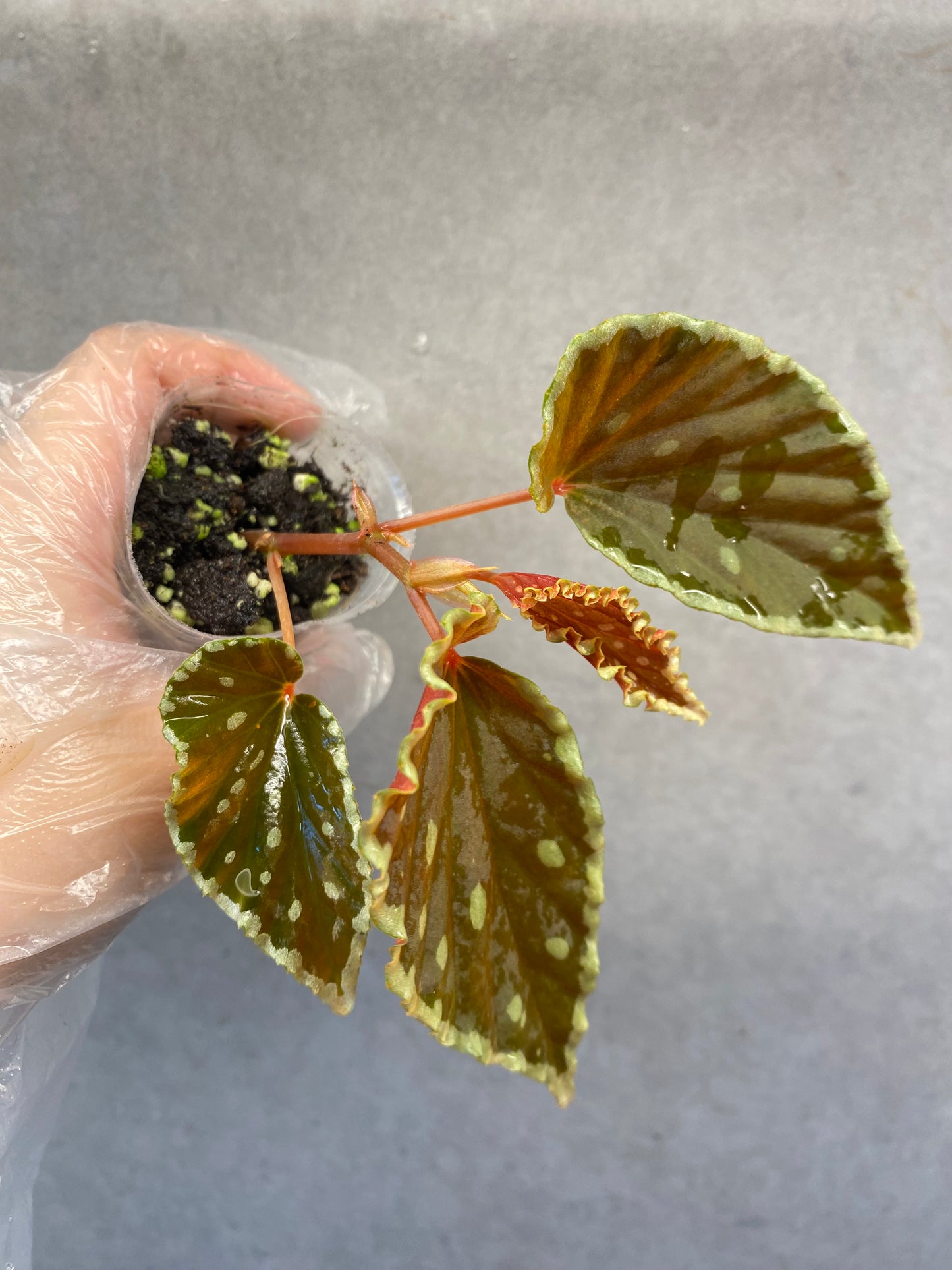 🌿 Begonia darthvaderiana (Green Spots)