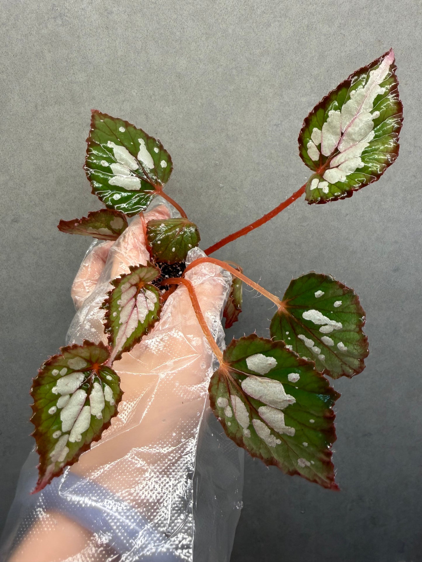🌿Begonia Rex hybrid ’Blue-Green‘