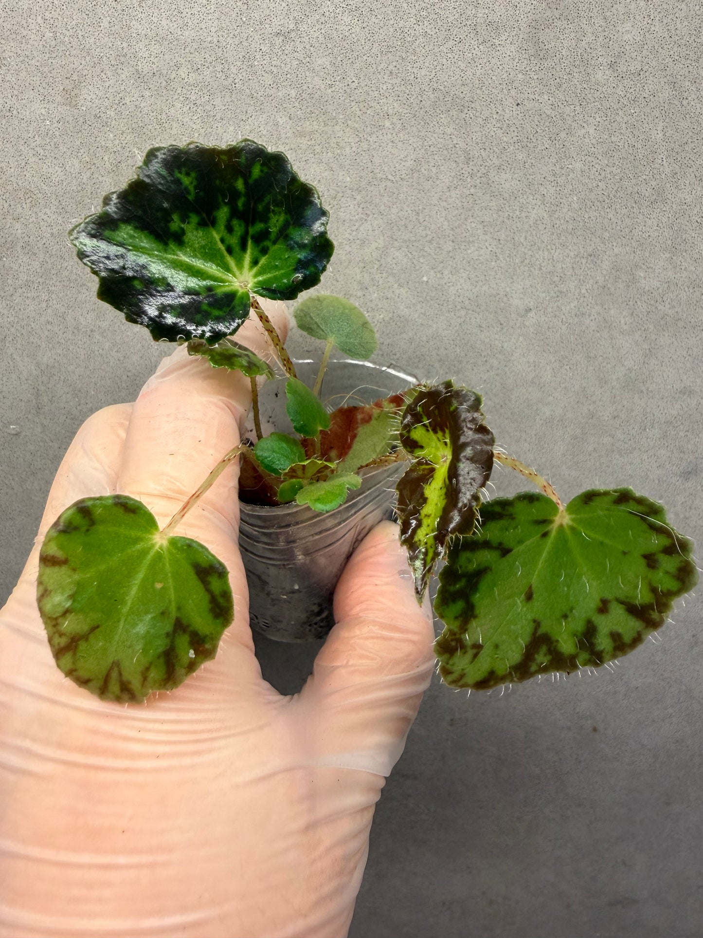 🌿Begonia rhizomatous ’Spotlight‘