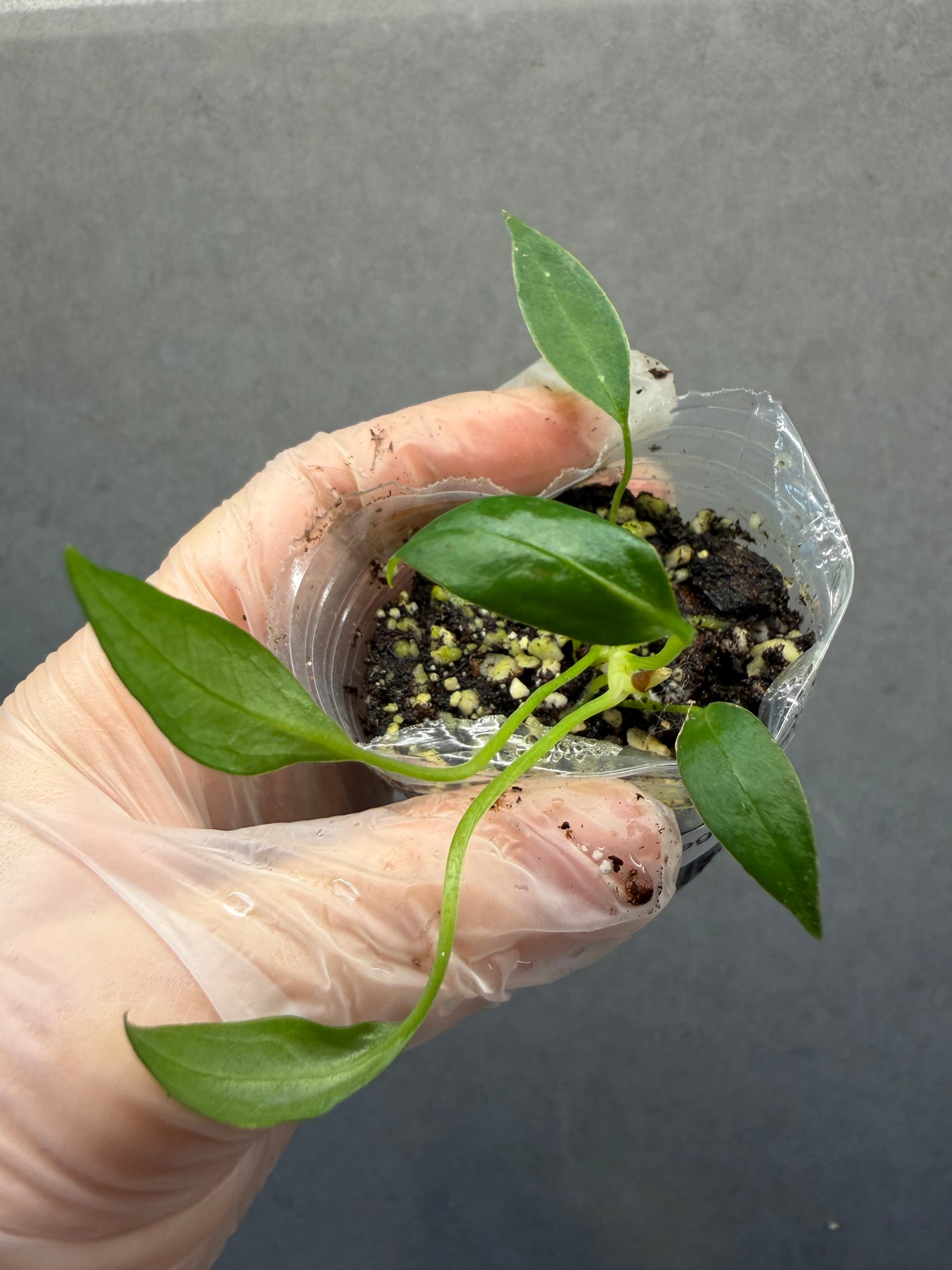 Anthurium 'Legume' seedling