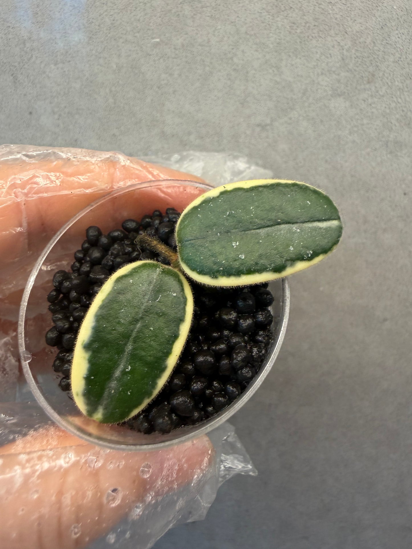 🌿Hoya LYI Prism