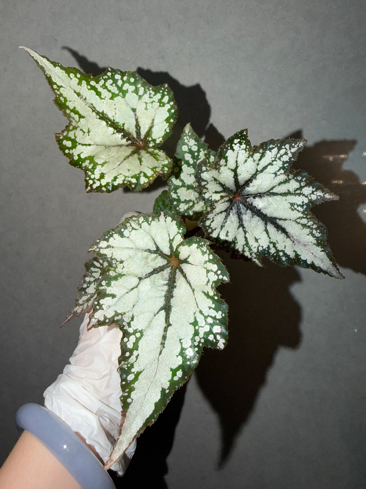🌿 Begonia 'Robert Golden'