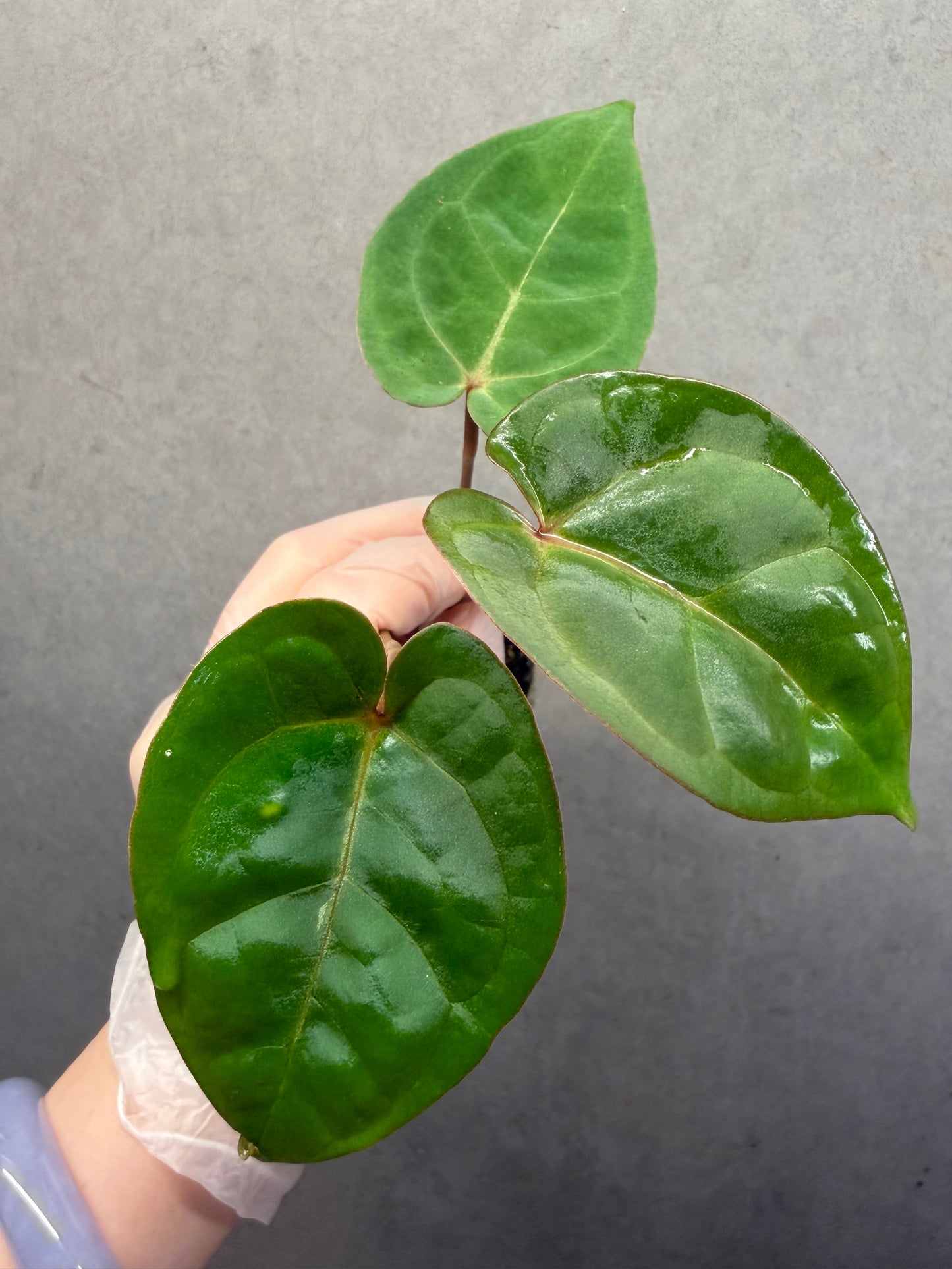 🌿 Anthurium Bvep × red Crystallinum * Kos