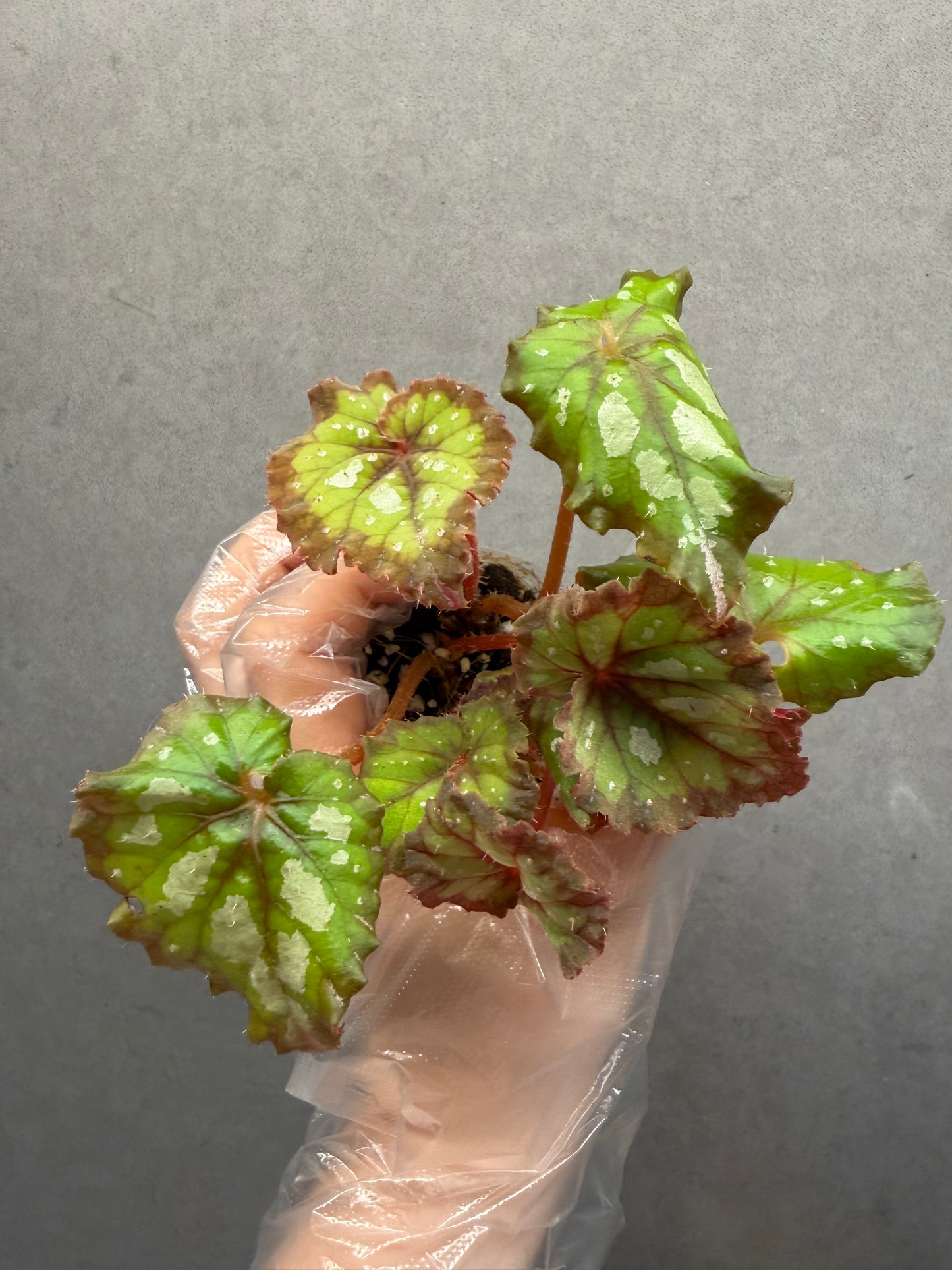🌿Begonia ‘Carnival’