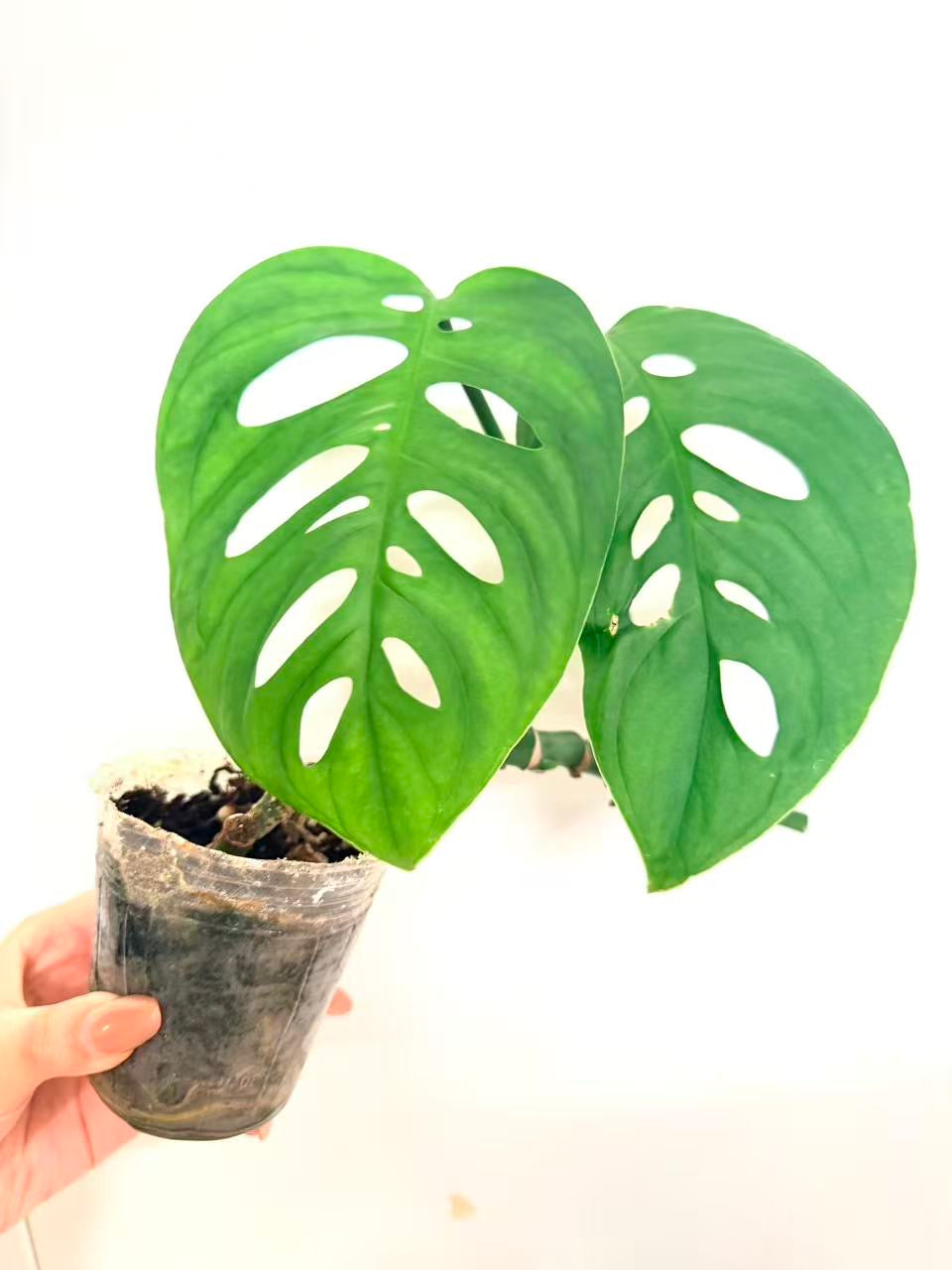 🌿Monstera esqueleto