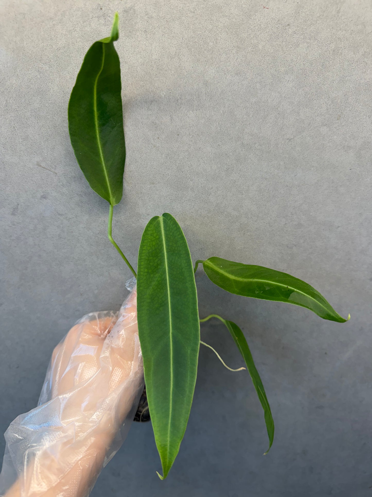 🌿 Anthurium warocqueanum
